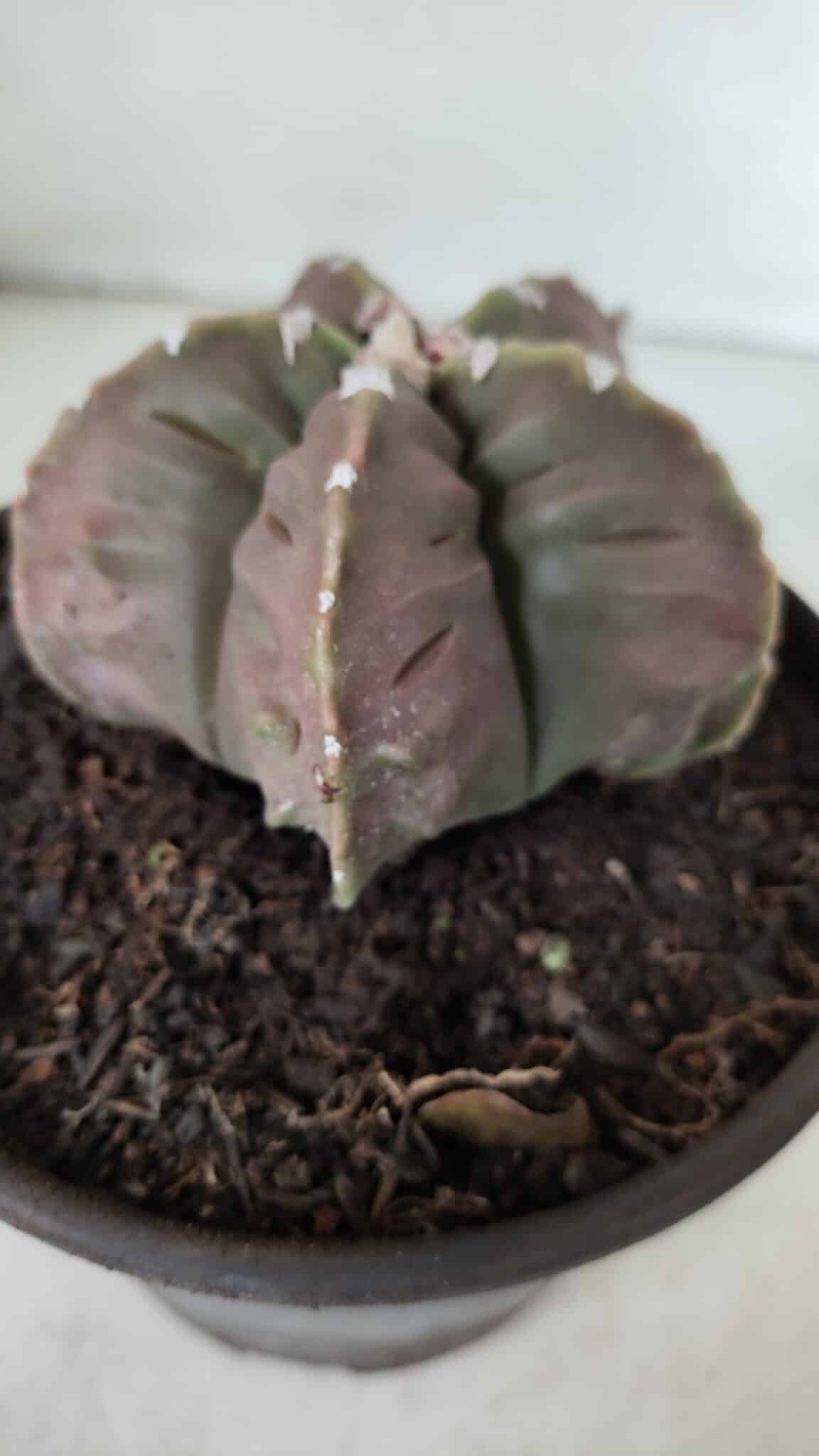 ASTROPHYTUM MYRIOSTIGMA cv FUKURYU  Nº 966 – vaso 15