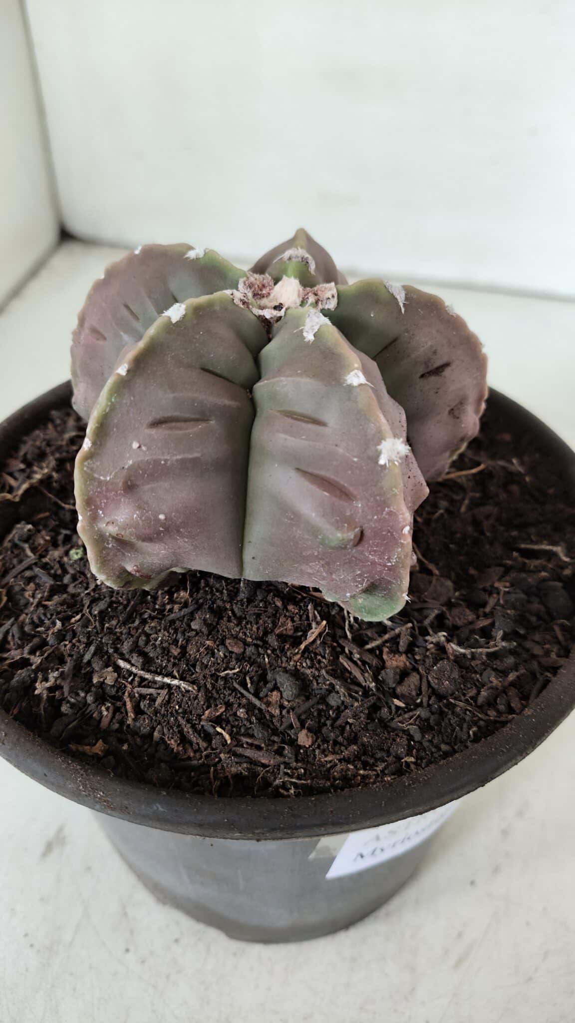ASTROPHYTUM MYRIOSTIGMA cv FUKURYU  Nº 966 – vaso 15