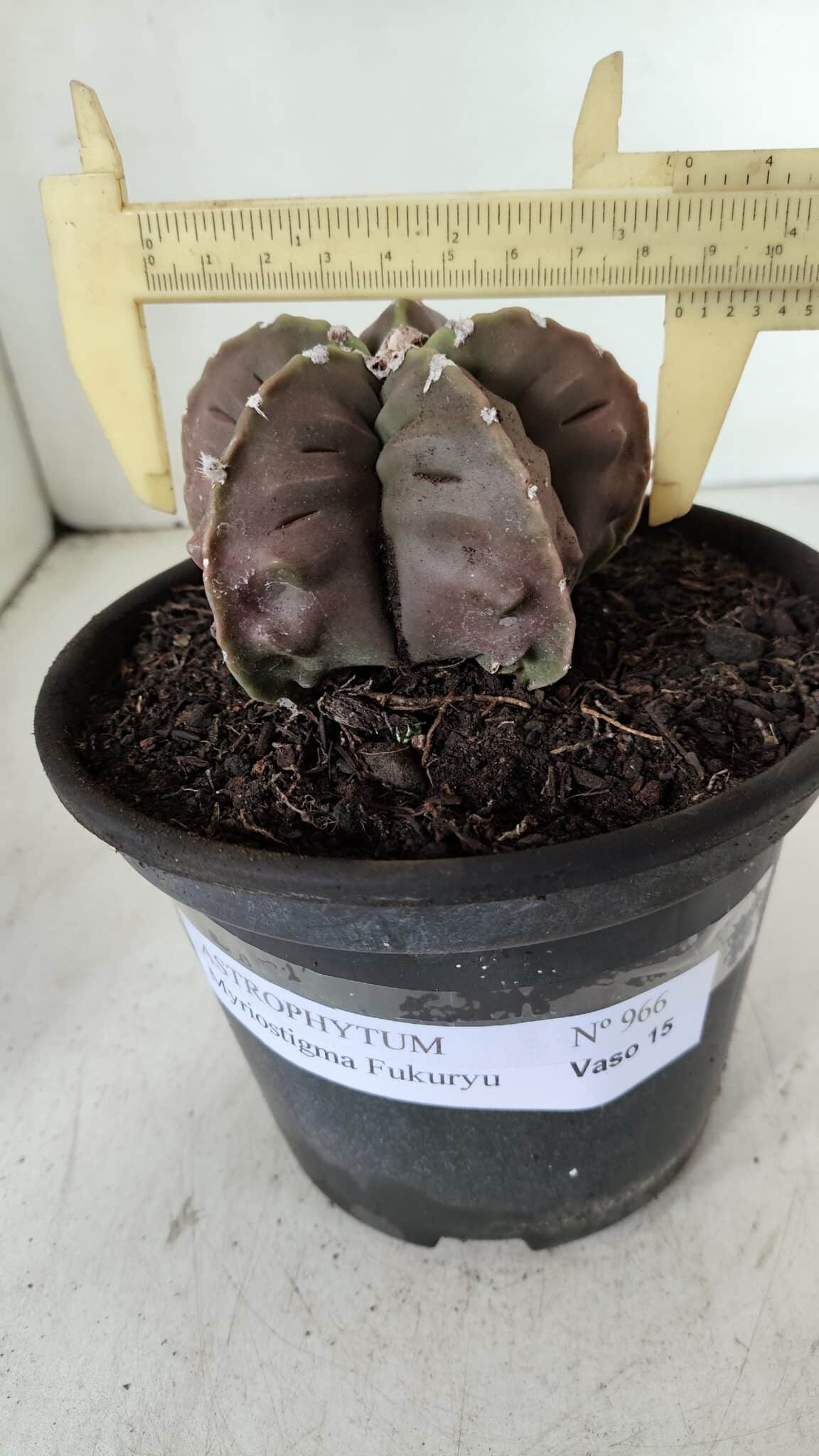 ASTROPHYTUM MYRIOSTIGMA cv FUKURYU  Nº 966 – vaso 15
