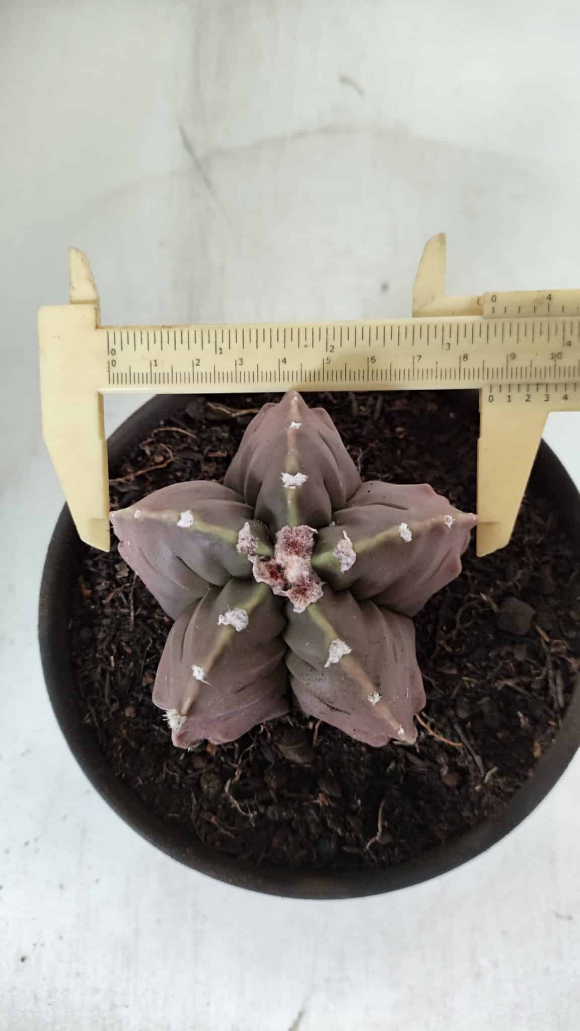 ASTROPHYTUM MYRIOSTIGMA cv FUKURYU  Nº 966 – vaso 15