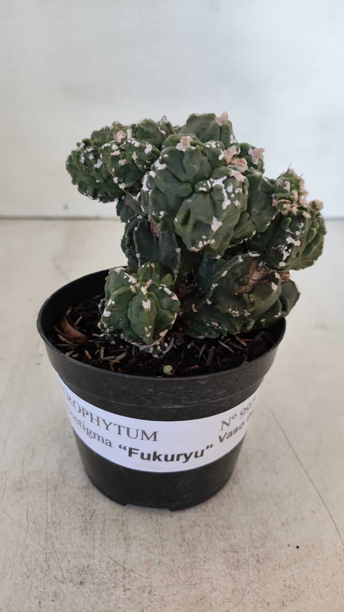 ASTROPHYTUM MYRIOSTIGMA cv FUKURYU "Colonia" Nº 997 – vaso 09
