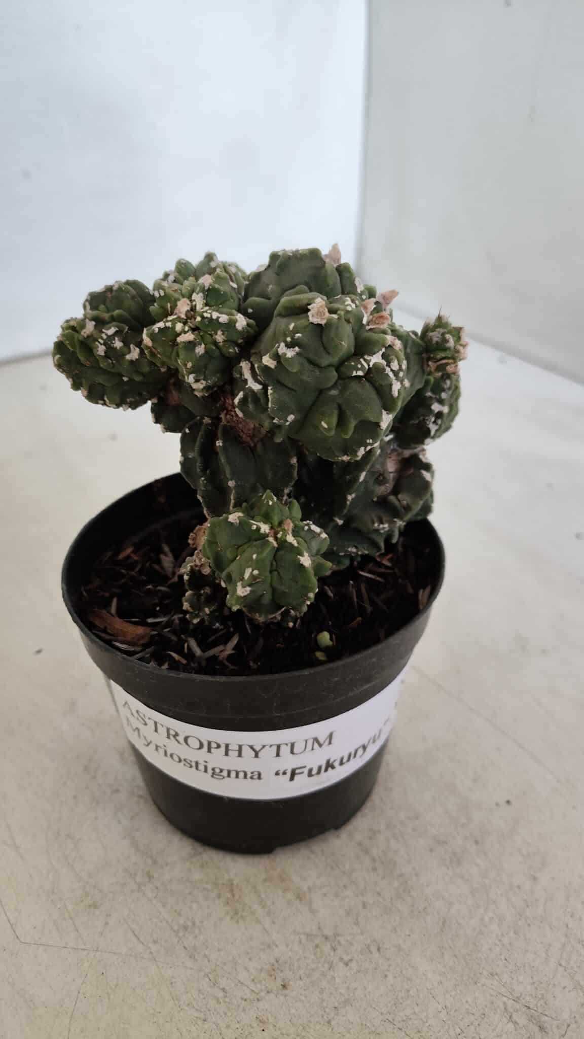 ASTROPHYTUM MYRIOSTIGMA cv FUKURYU "Colonia" Nº 997 – vaso 09
