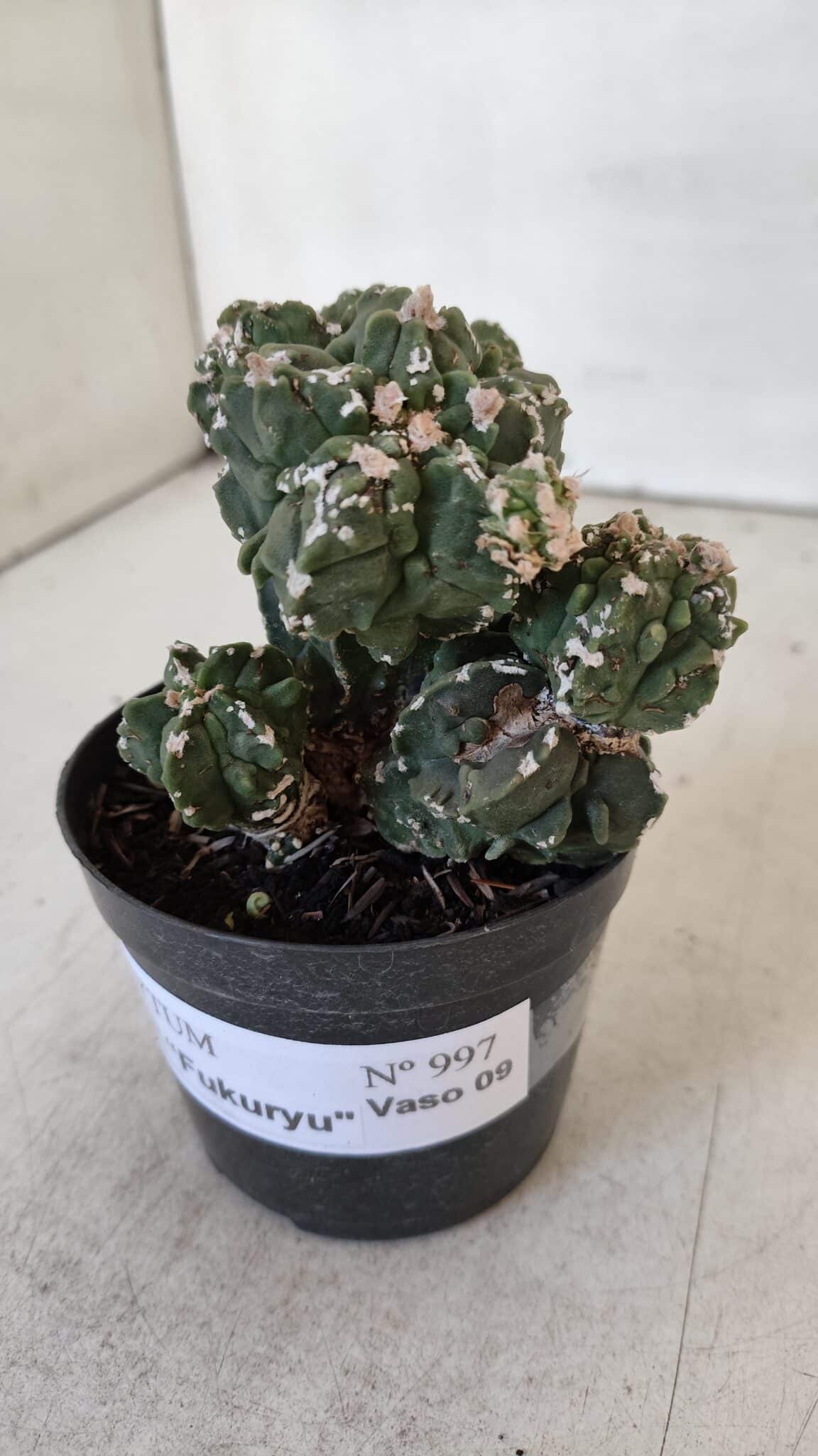 ASTROPHYTUM MYRIOSTIGMA cv FUKURYU "Colonia" Nº 997 – vaso 09