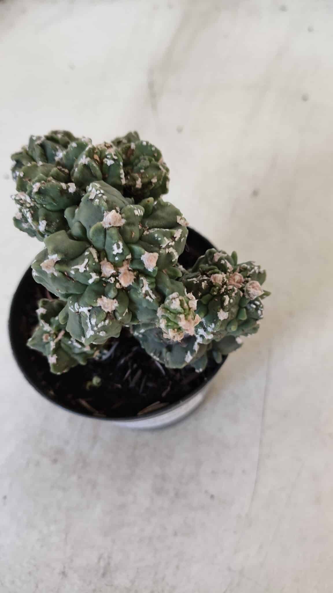 ASTROPHYTUM MYRIOSTIGMA cv FUKURYU "Colonia" Nº 997 – vaso 09