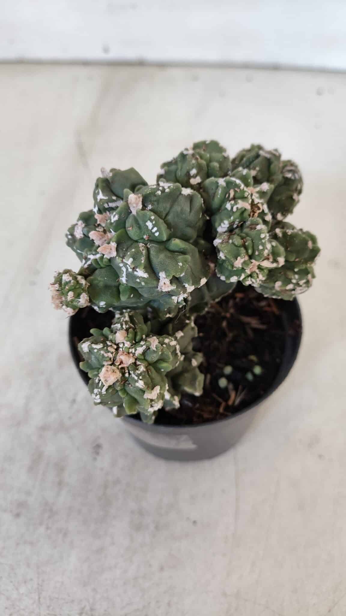 ASTROPHYTUM MYRIOSTIGMA cv FUKURYU "Colonia" Nº 997 – vaso 09