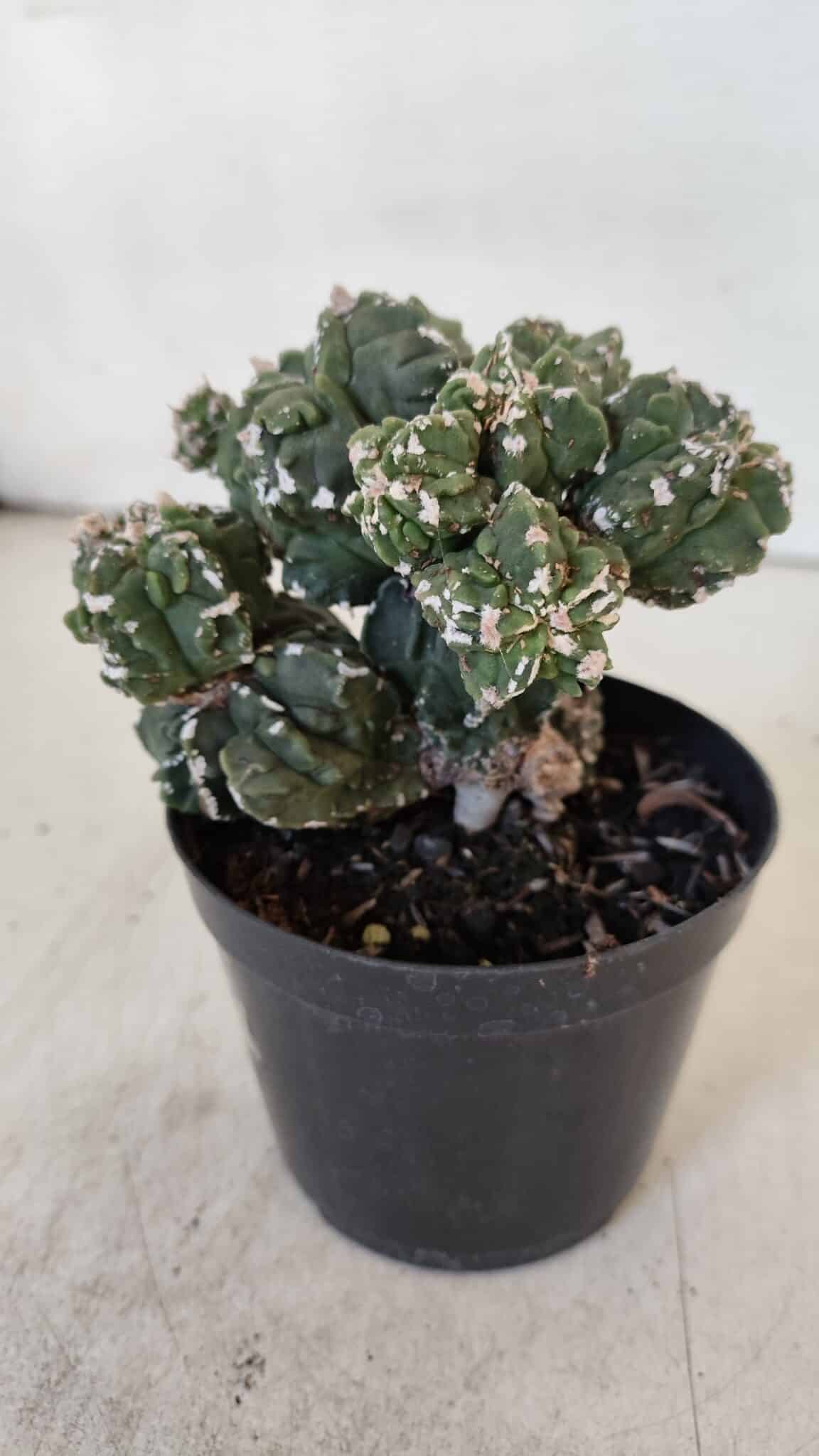 ASTROPHYTUM MYRIOSTIGMA cv FUKURYU "Colonia" Nº 997 – vaso 09