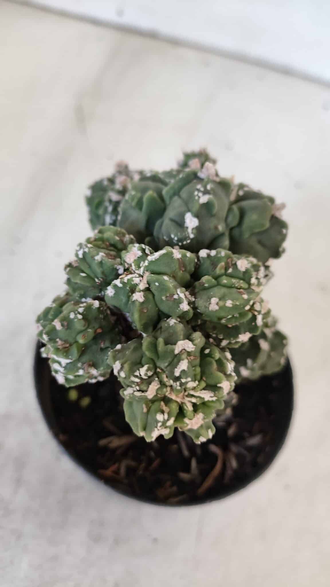 ASTROPHYTUM MYRIOSTIGMA cv FUKURYU "Colonia" Nº 997 – vaso 09