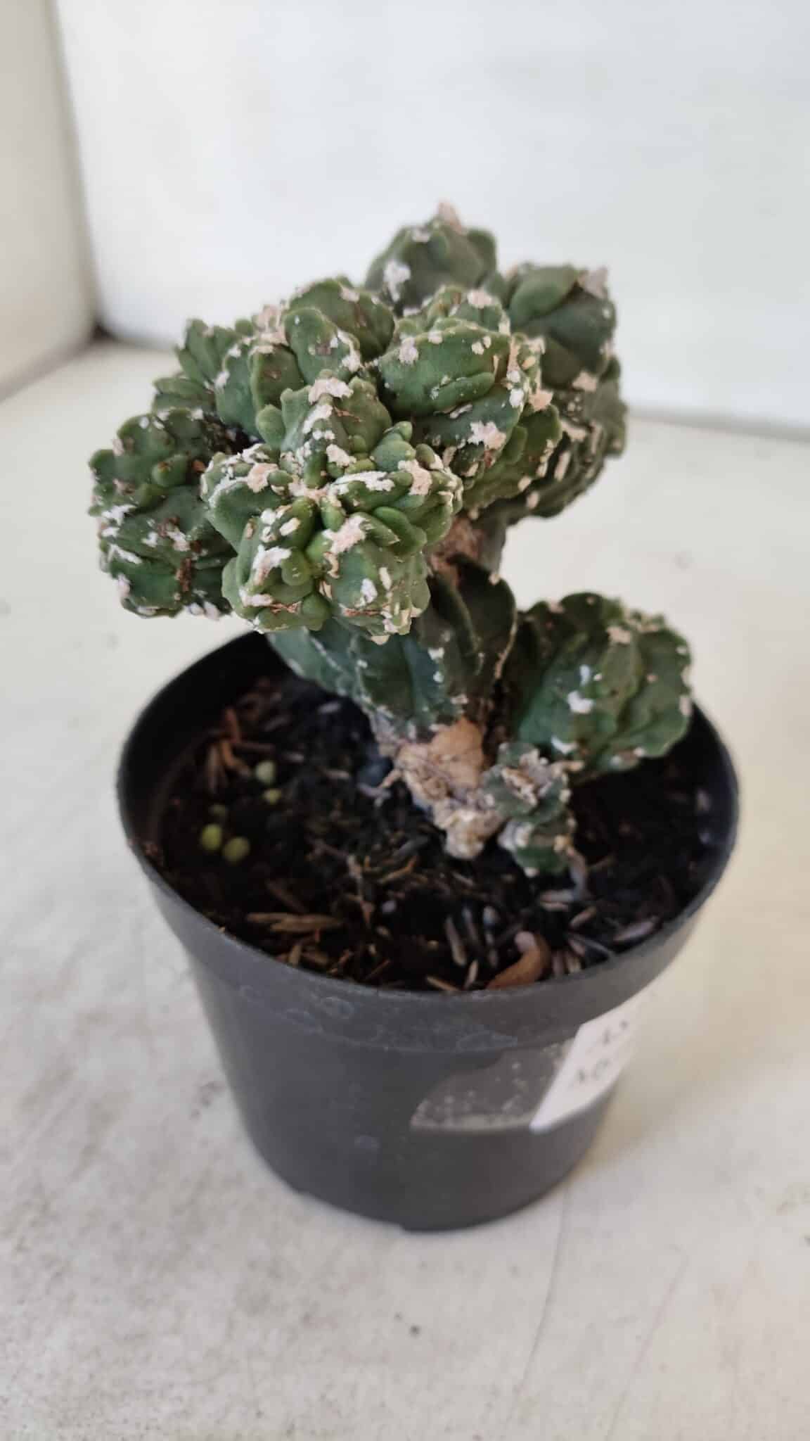 ASTROPHYTUM MYRIOSTIGMA cv FUKURYU "Colonia" Nº 997 – vaso 09