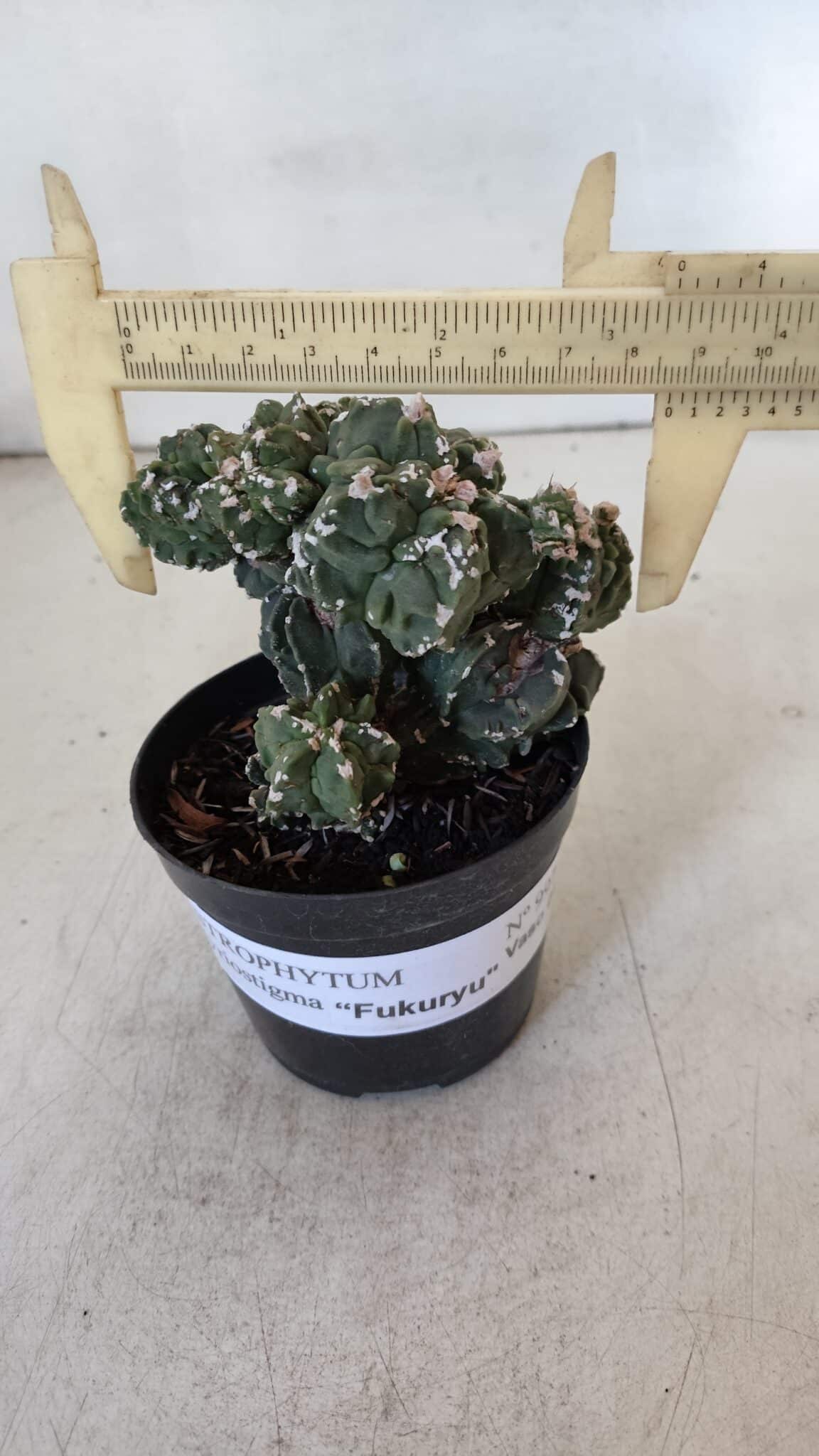 ASTROPHYTUM MYRIOSTIGMA cv FUKURYU "Colonia" Nº 997 – vaso 09
