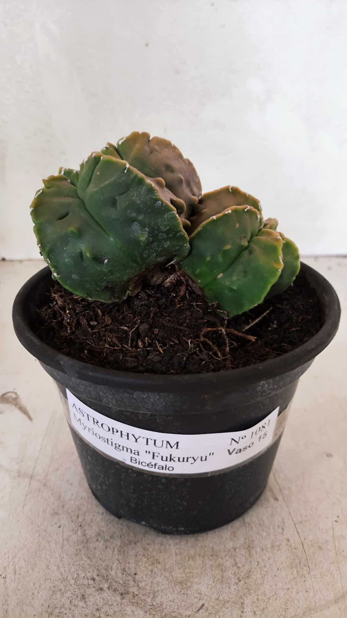 ASTROPHYTUM Myriostigma FUKURYU Nº 1081 – vaso 15 - foto 2