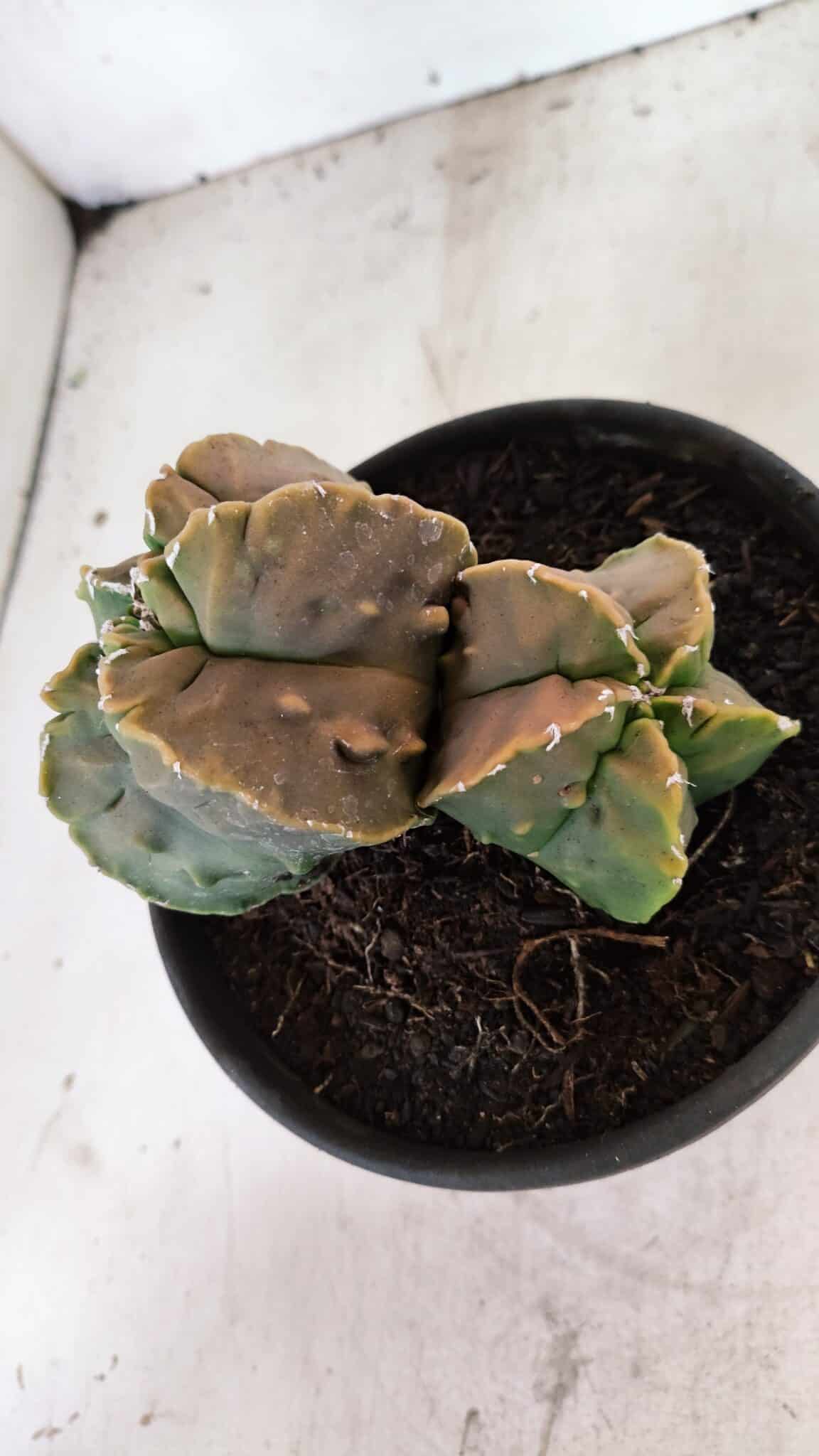 ASTROPHYTUM Myriostigma FUKURYU Nº 1081 – vaso 15 - foto 6
