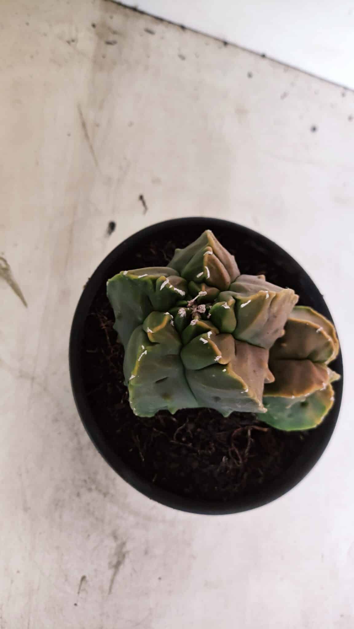 ASTROPHYTUM Myriostigma FUKURYU Nº 1081 – vaso 15 - foto 9