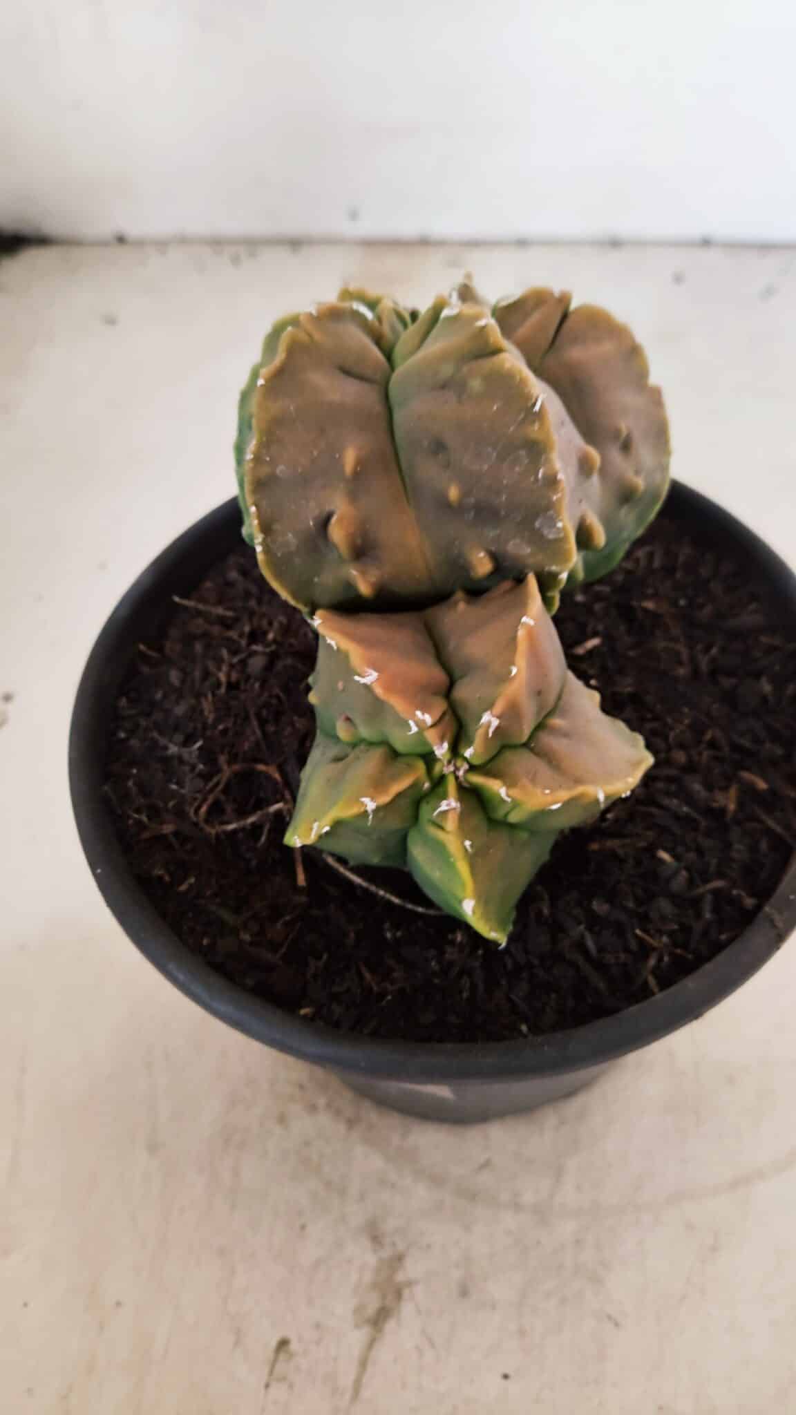 ASTROPHYTUM Myriostigma FUKURYU Nº 1081 – vaso 15 - foto 8