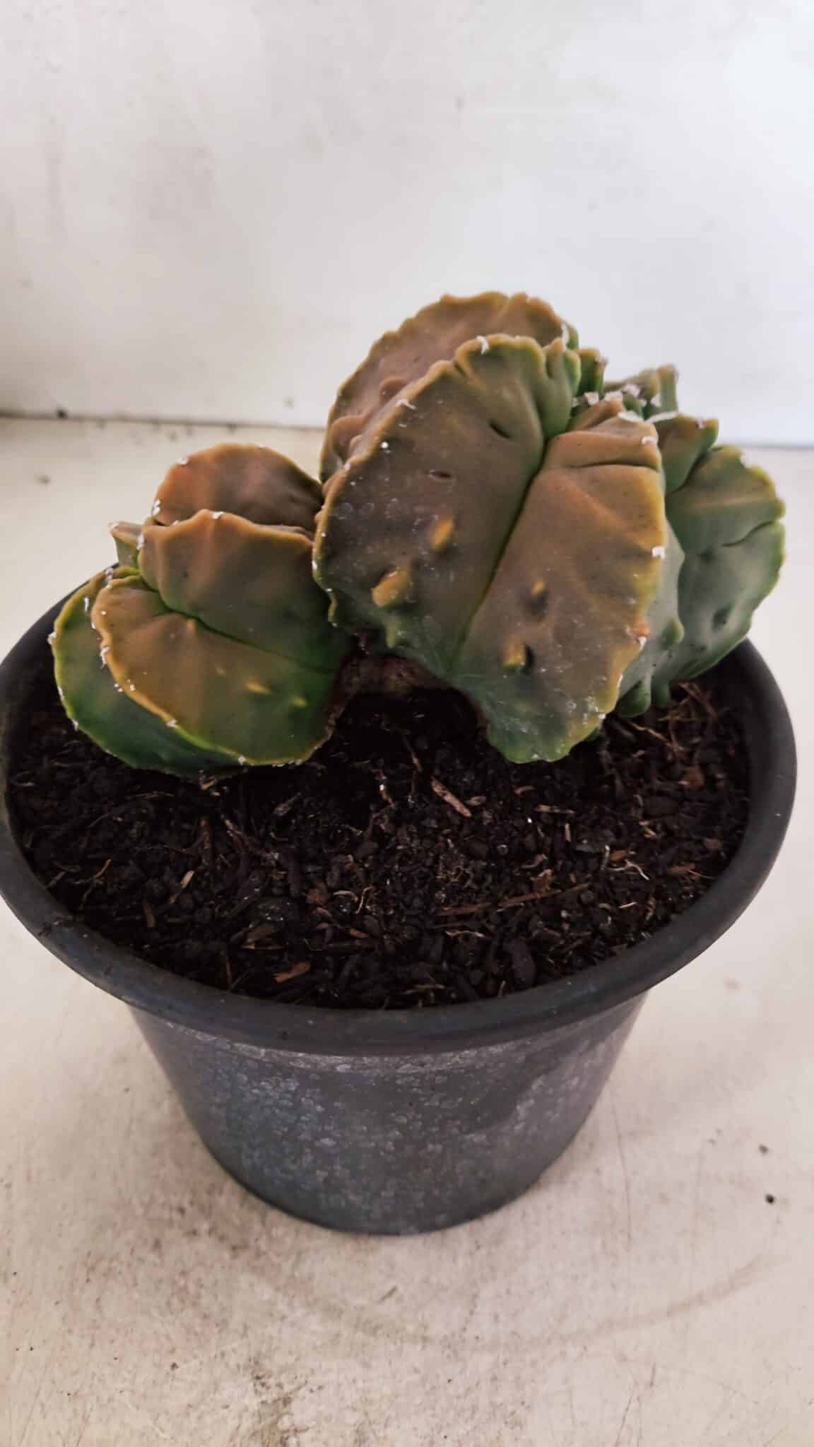ASTROPHYTUM Myriostigma FUKURYU Nº 1081 – vaso 15 - foto 7