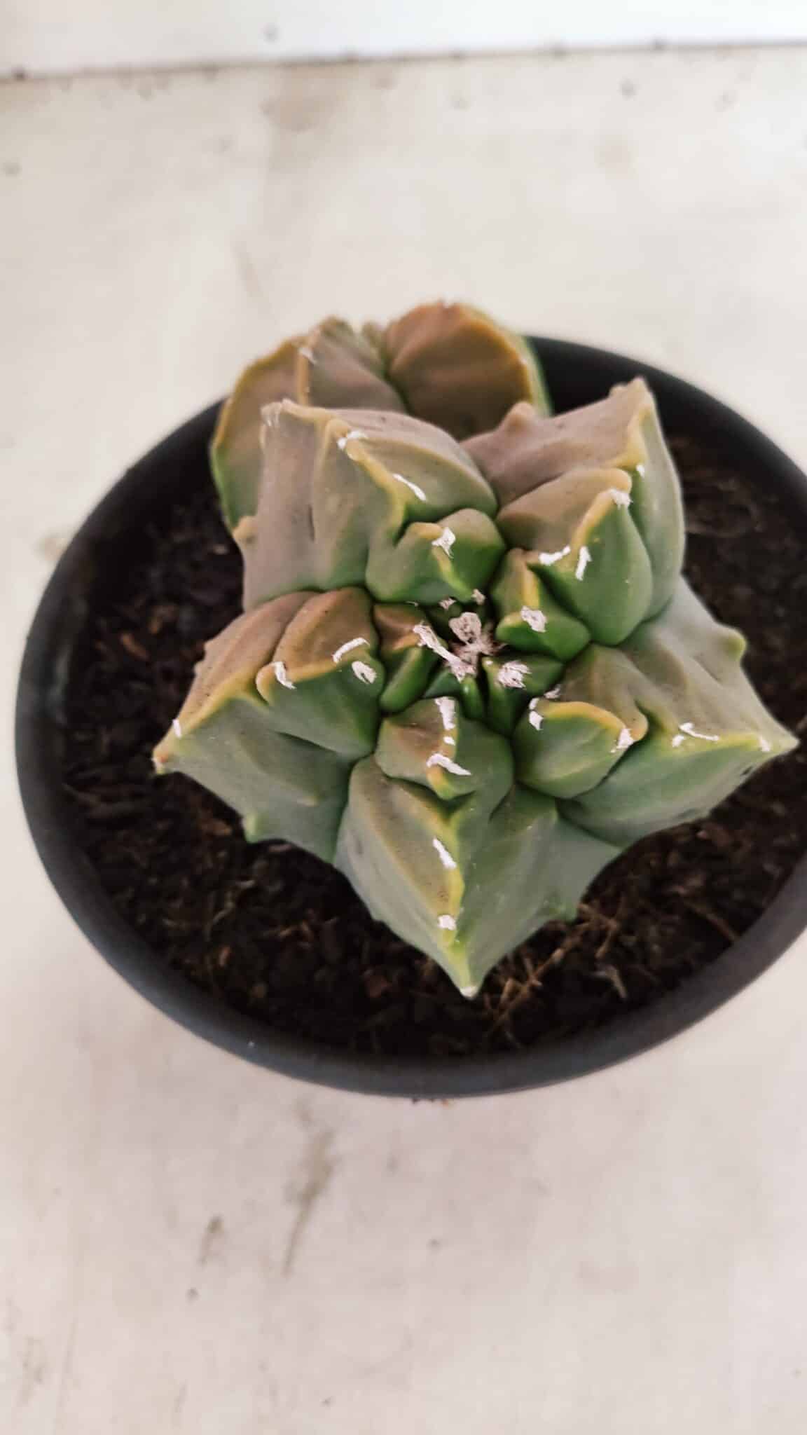 ASTROPHYTUM Myriostigma FUKURYU Nº 1081 – vaso 15 - foto 5