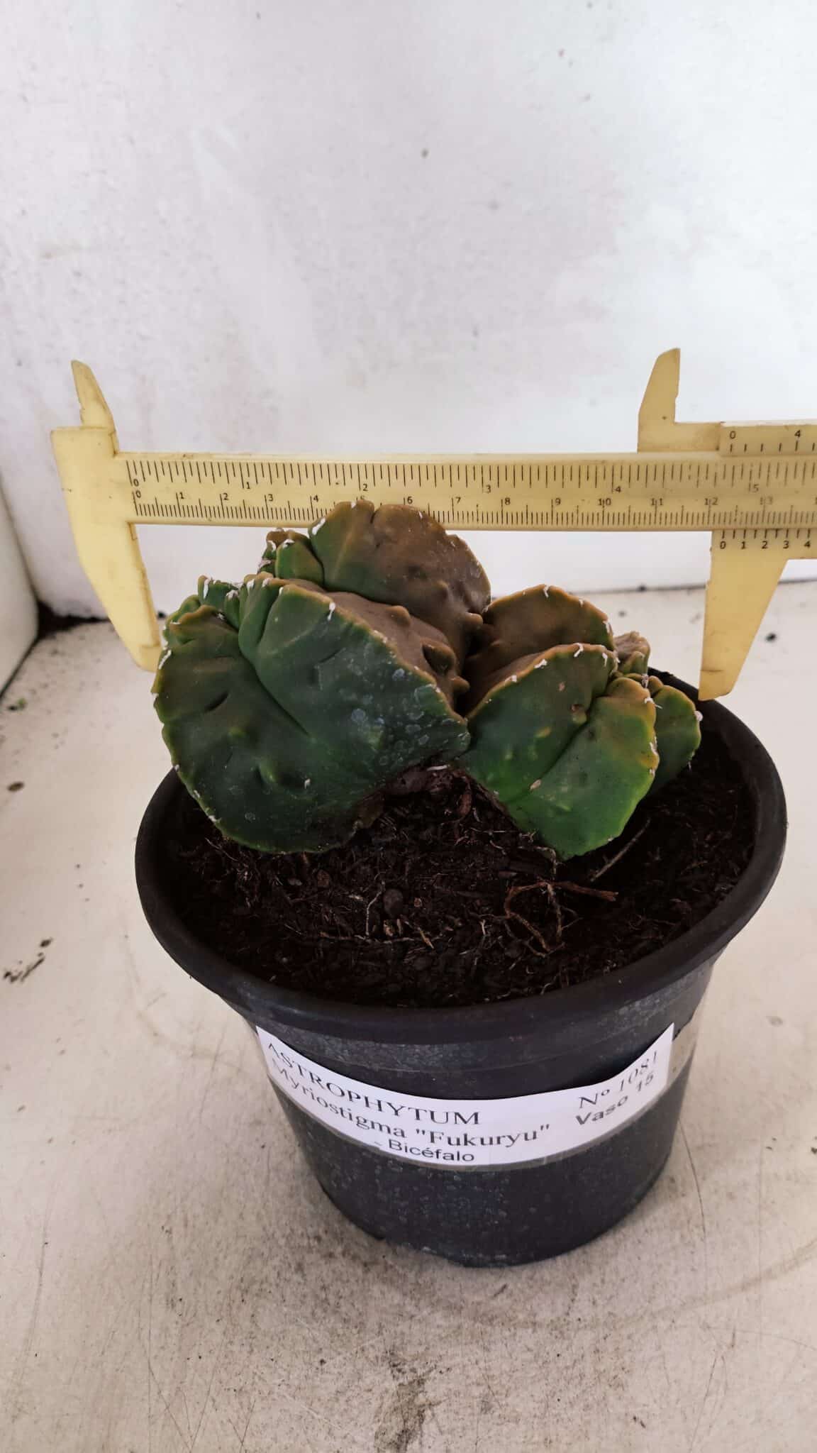 ASTROPHYTUM Myriostigma FUKURYU Nº 1081 – vaso 15 - foto 4