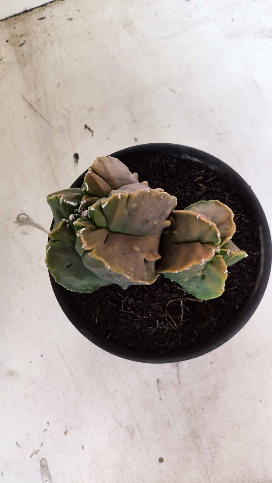 ASTROPHYTUM Myriostigma FUKURYU Nº 1081 – vaso 15 - foto 3
