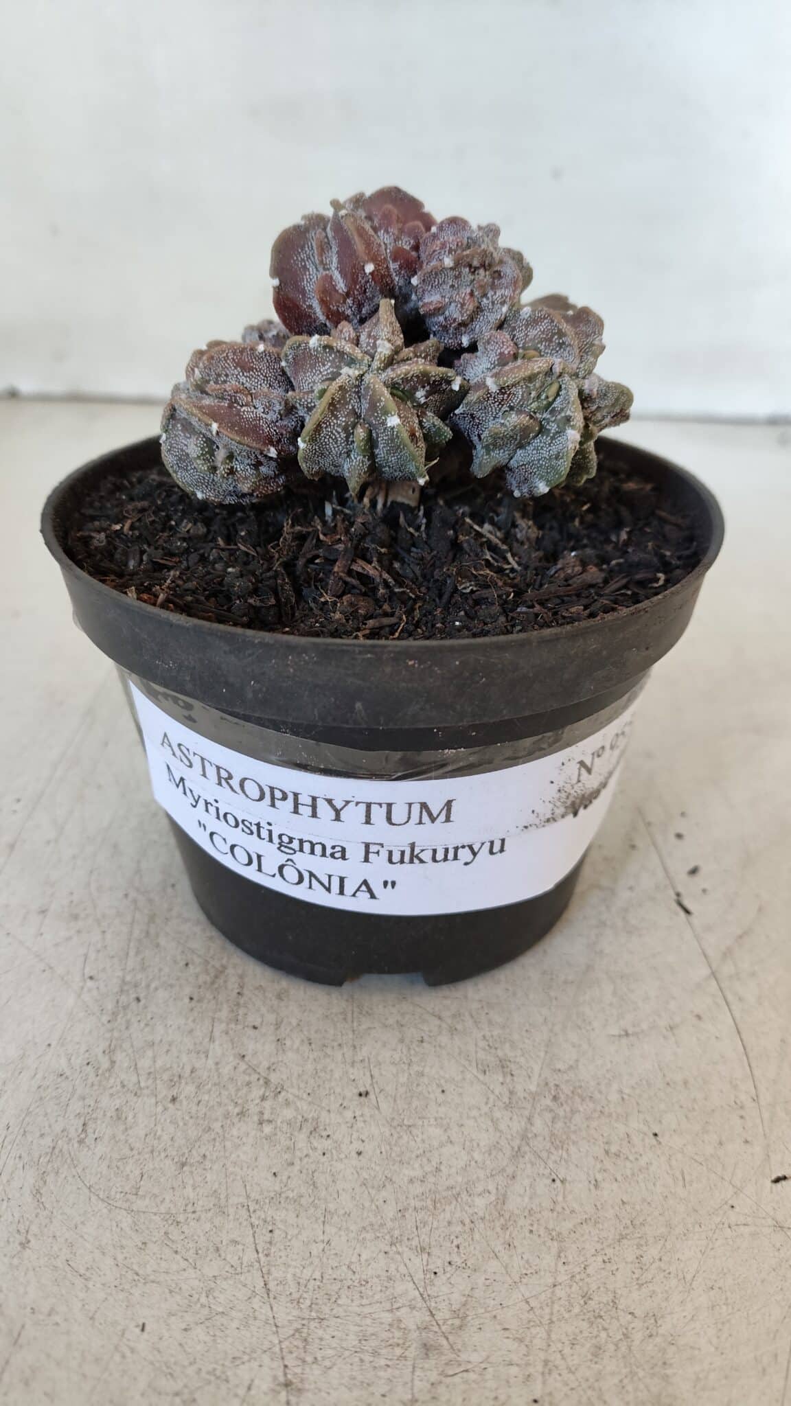 ASTROPHYTUM MYRIOSTIGMA cv FUKURYU "COLÔNIA"  Nº 955 – vaso 11