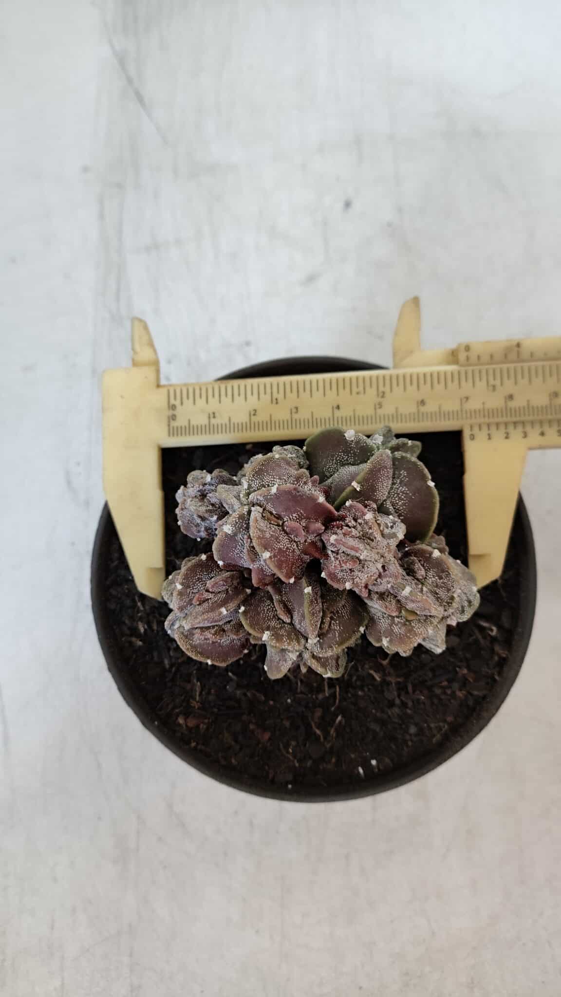 ASTROPHYTUM MYRIOSTIGMA cv FUKURYU "COLÔNIA"  Nº 955 – vaso 11