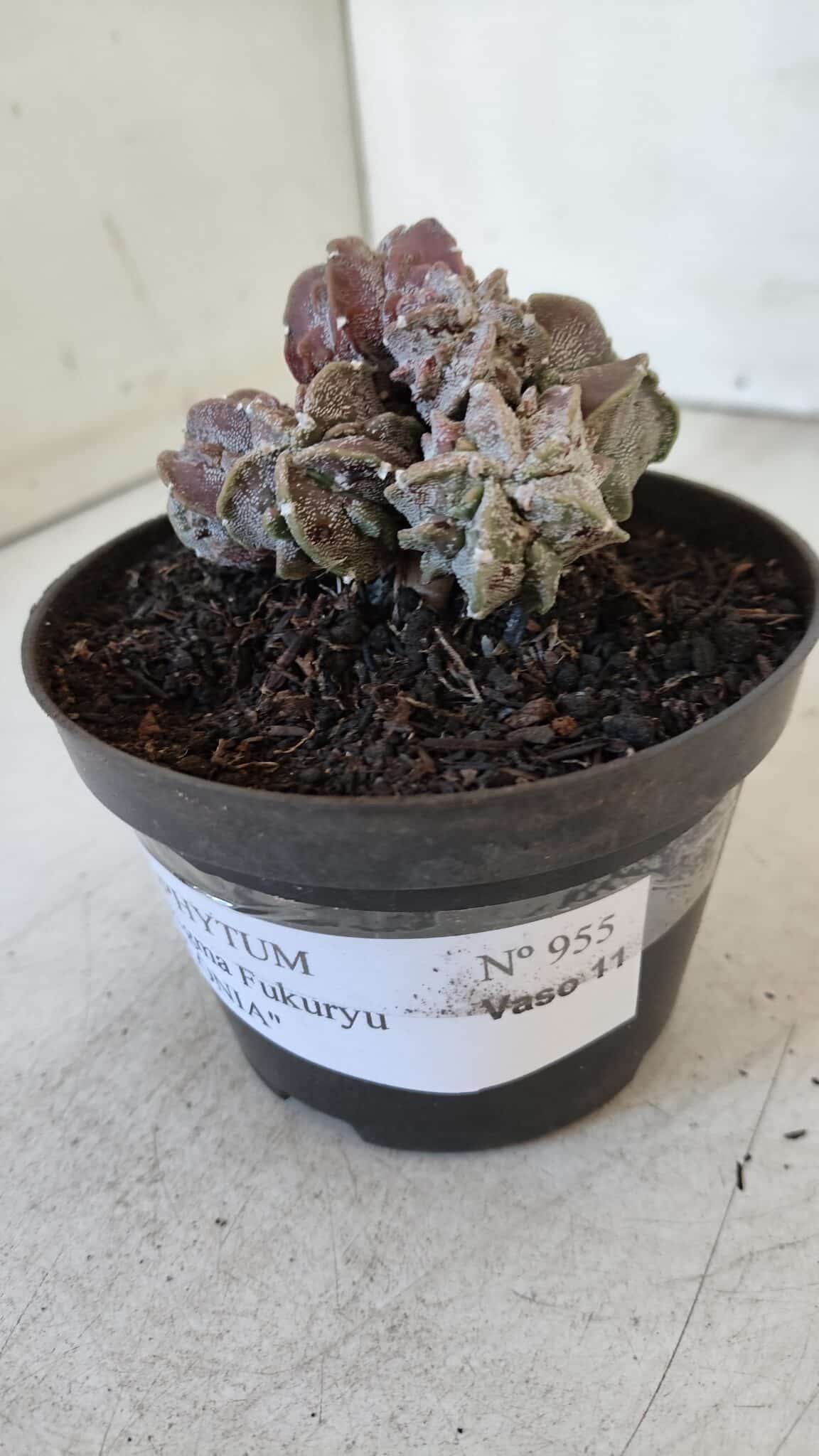 ASTROPHYTUM MYRIOSTIGMA cv FUKURYU "COLÔNIA"  Nº 955 – vaso 11