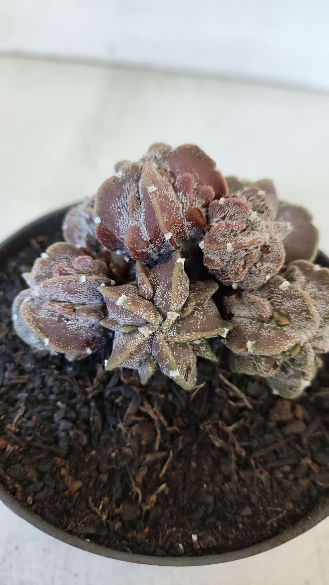 ASTROPHYTUM MYRIOSTIGMA cv FUKURYU "COLÔNIA"  Nº 955 – vaso 11