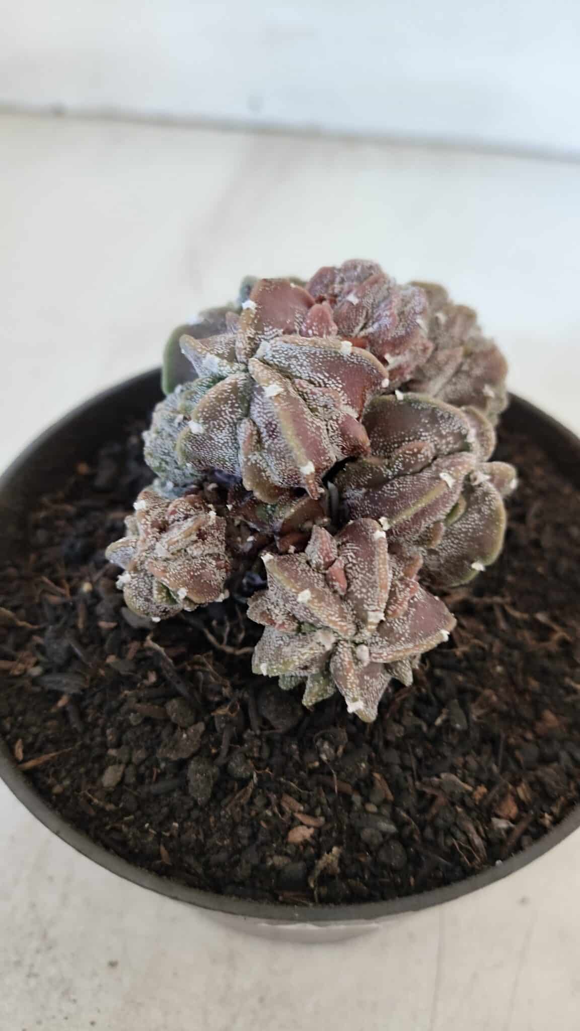 ASTROPHYTUM MYRIOSTIGMA cv FUKURYU "COLÔNIA"  Nº 955 – vaso 11
