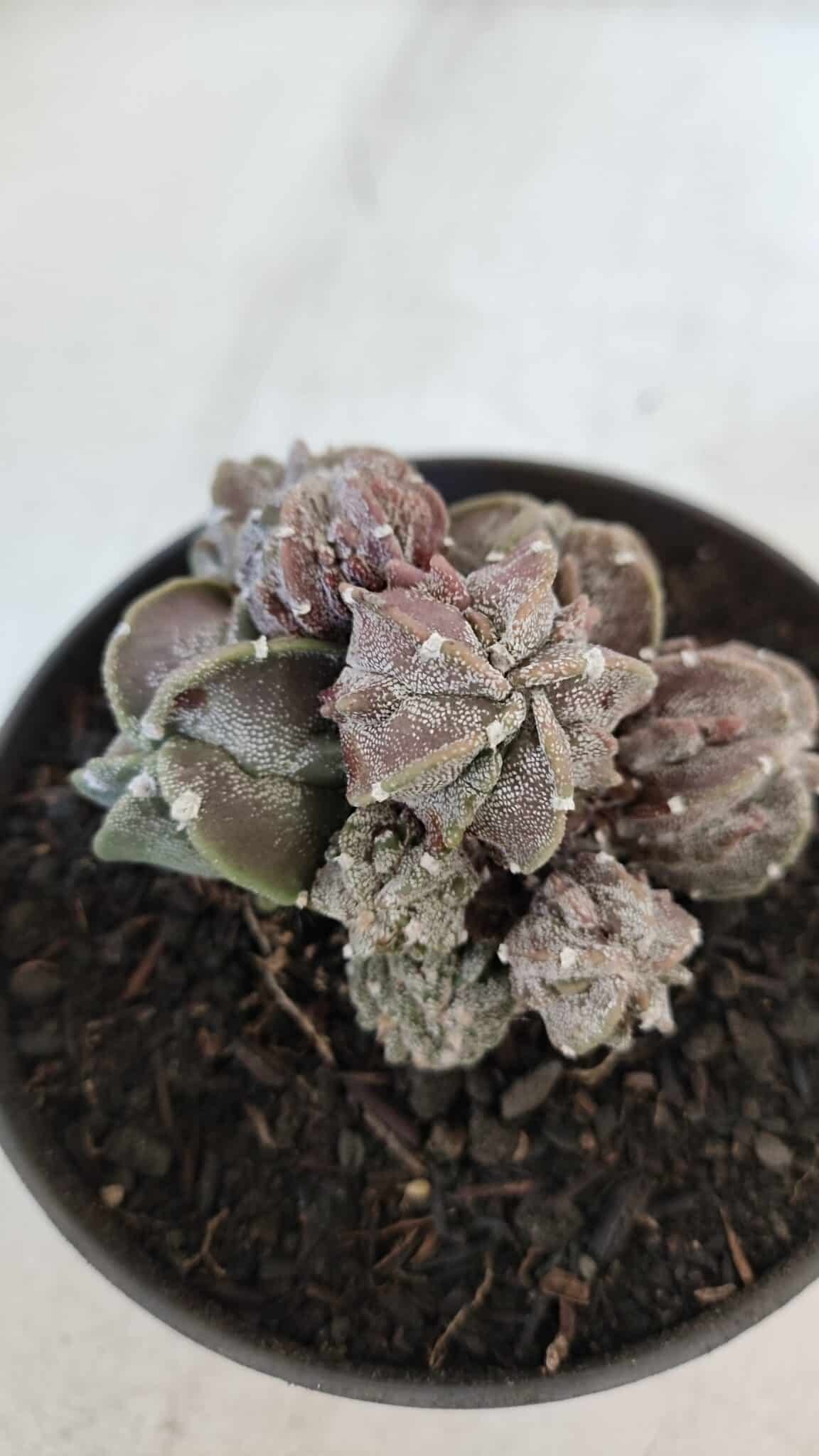 ASTROPHYTUM MYRIOSTIGMA cv FUKURYU "COLÔNIA"  Nº 955 – vaso 11