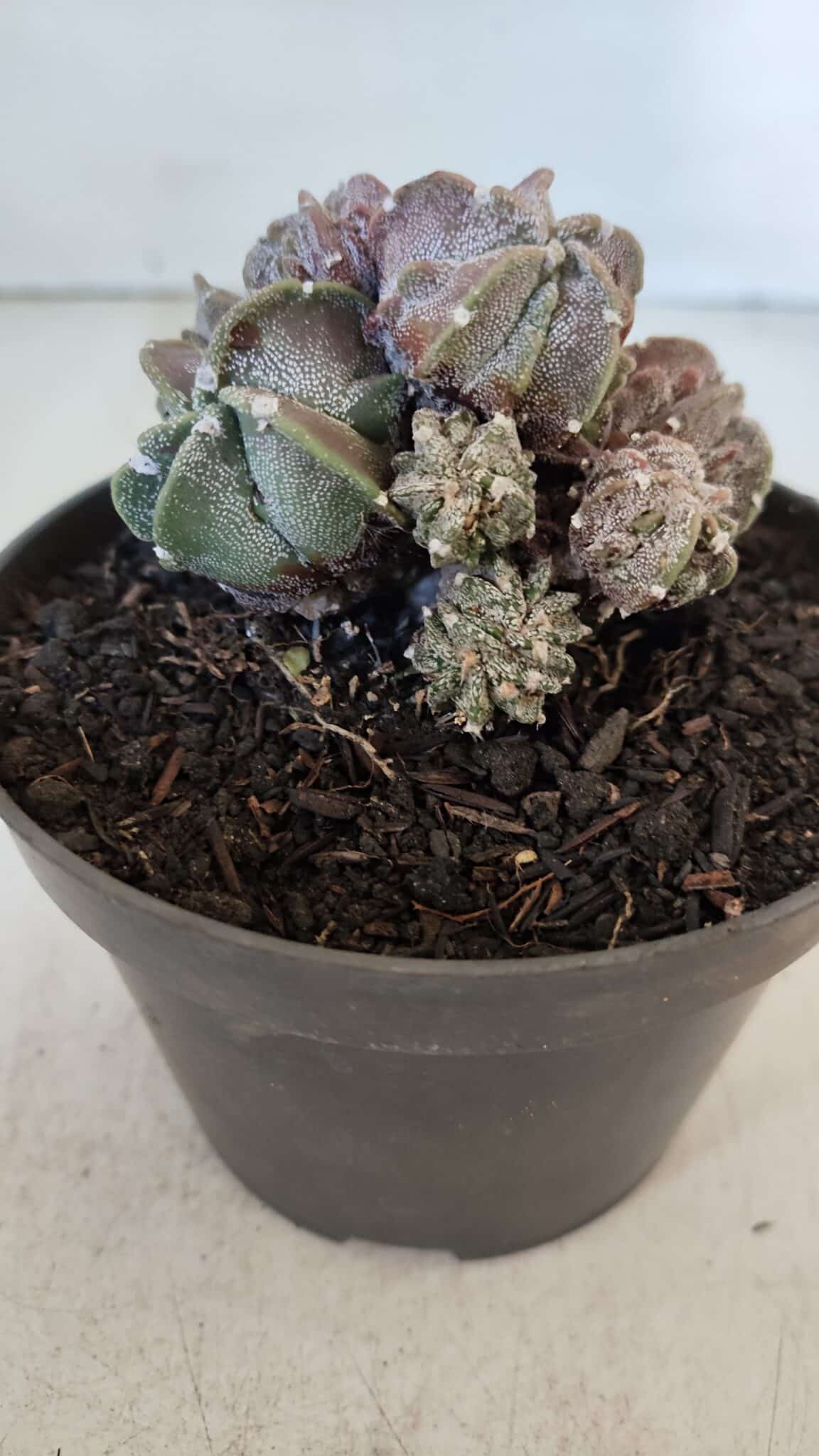 ASTROPHYTUM MYRIOSTIGMA cv FUKURYU "COLÔNIA"  Nº 955 – vaso 11
