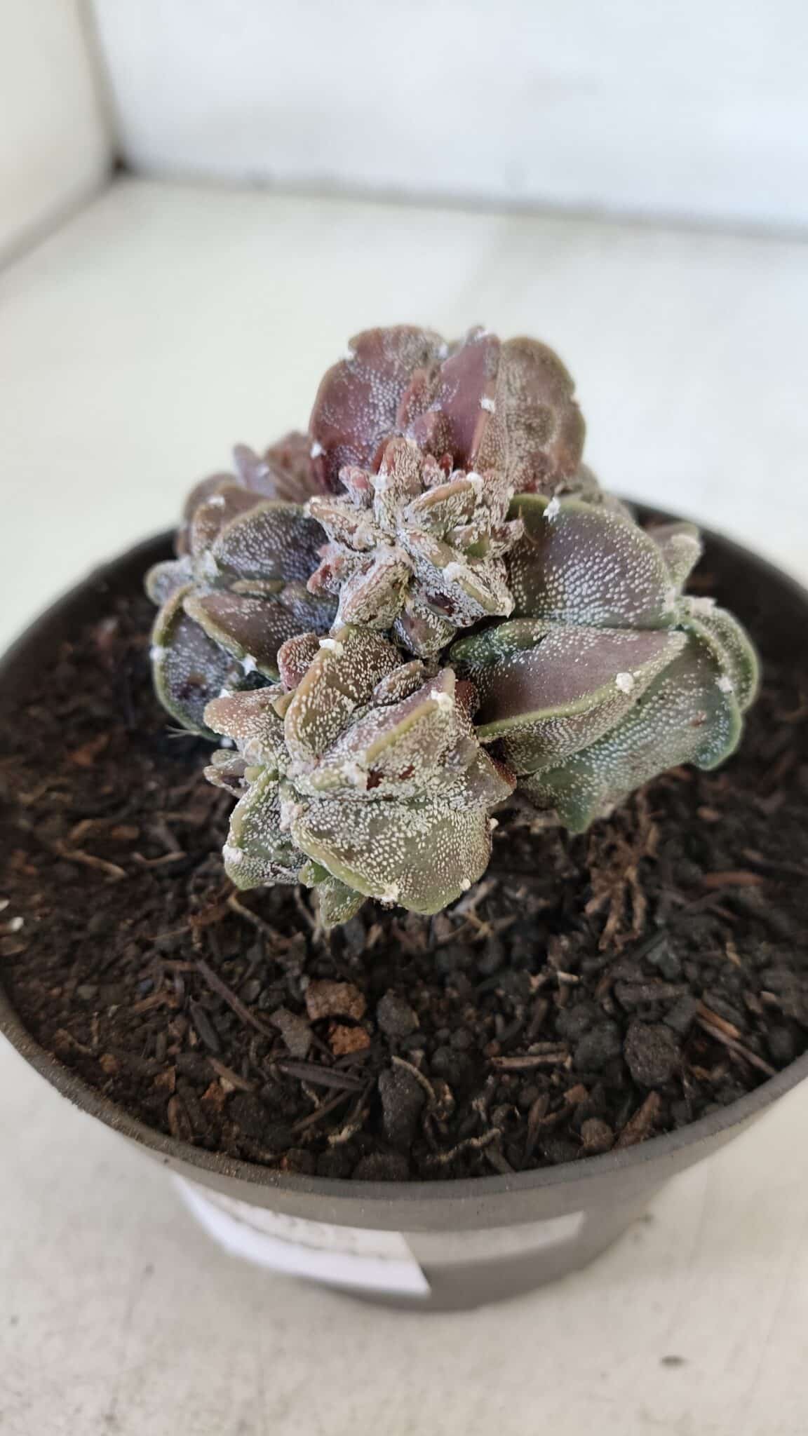 ASTROPHYTUM MYRIOSTIGMA cv FUKURYU "COLÔNIA"  Nº 955 – vaso 11