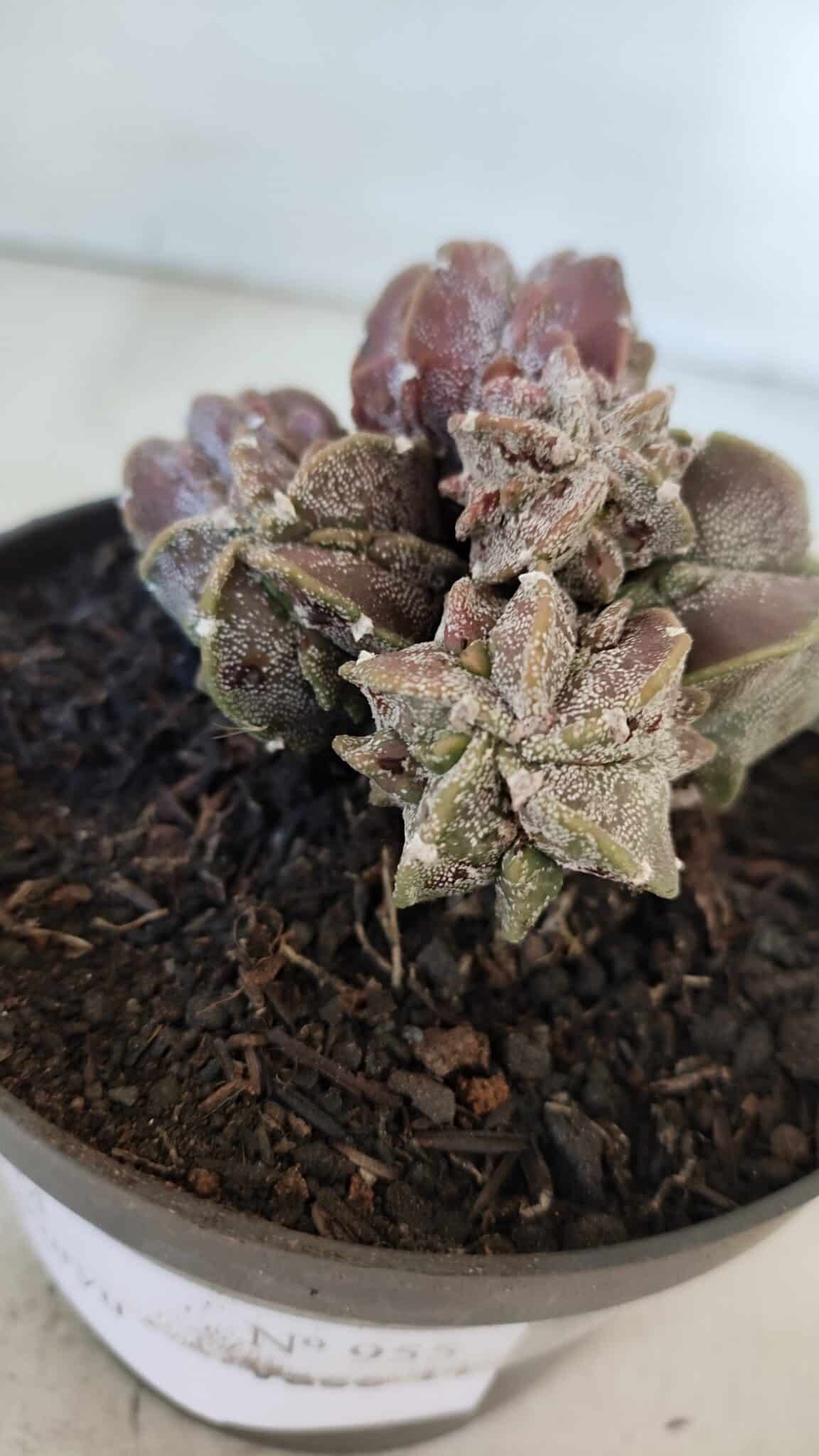 ASTROPHYTUM MYRIOSTIGMA cv FUKURYU "COLÔNIA"  Nº 955 – vaso 11