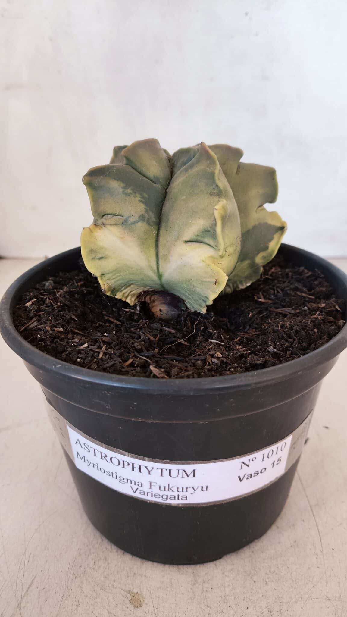 ASTROPHYTUM cv KIKKO FUKURYU "Variegata" Nº 1010 – vaso 15 - foto 2