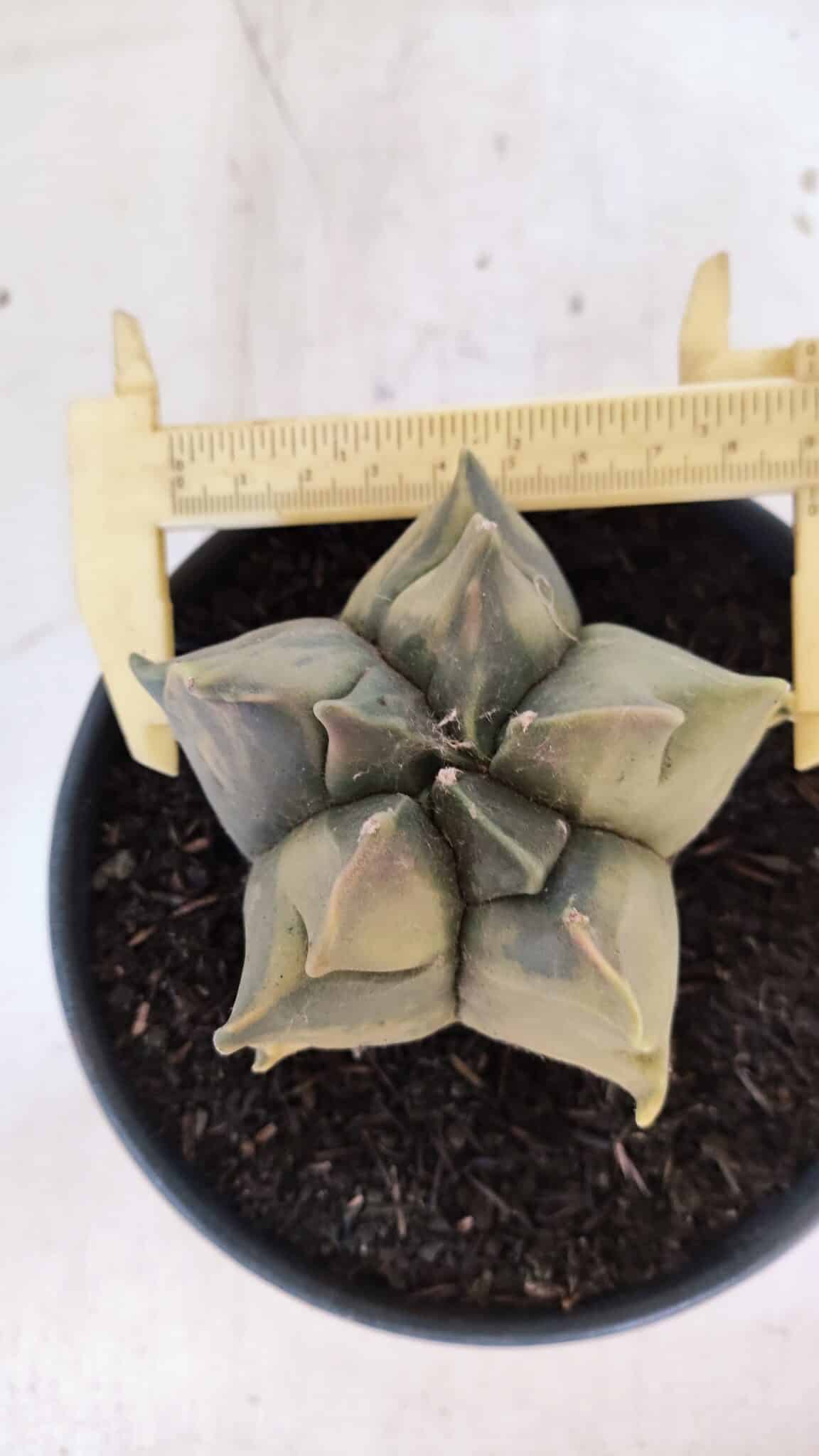 ASTROPHYTUM cv KIKKO FUKURYU "Variegata" Nº 1010 – vaso 15 - foto 5