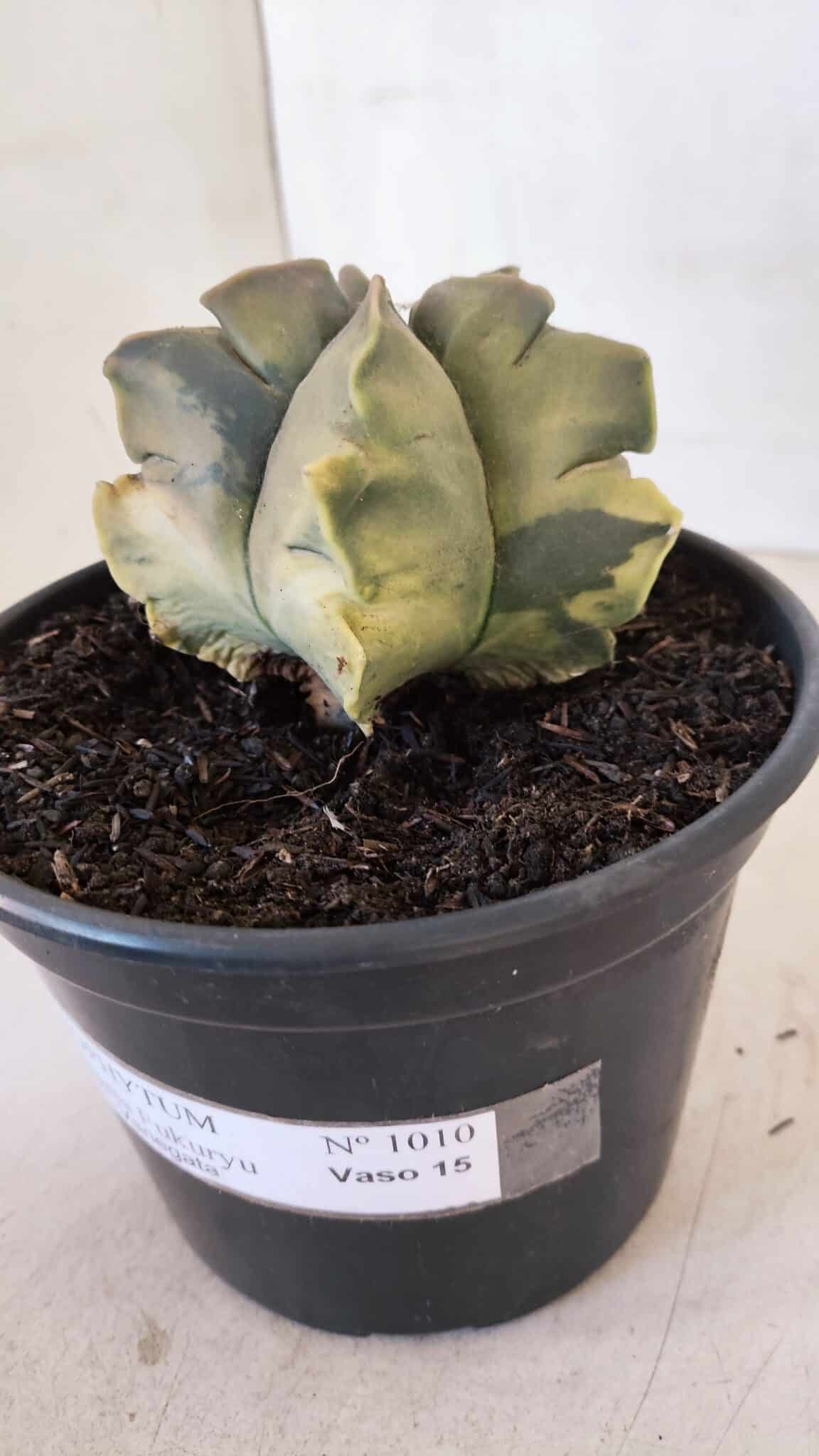 ASTROPHYTUM cv KIKKO FUKURYU "Variegata" Nº 1010 – vaso 15 - foto 11