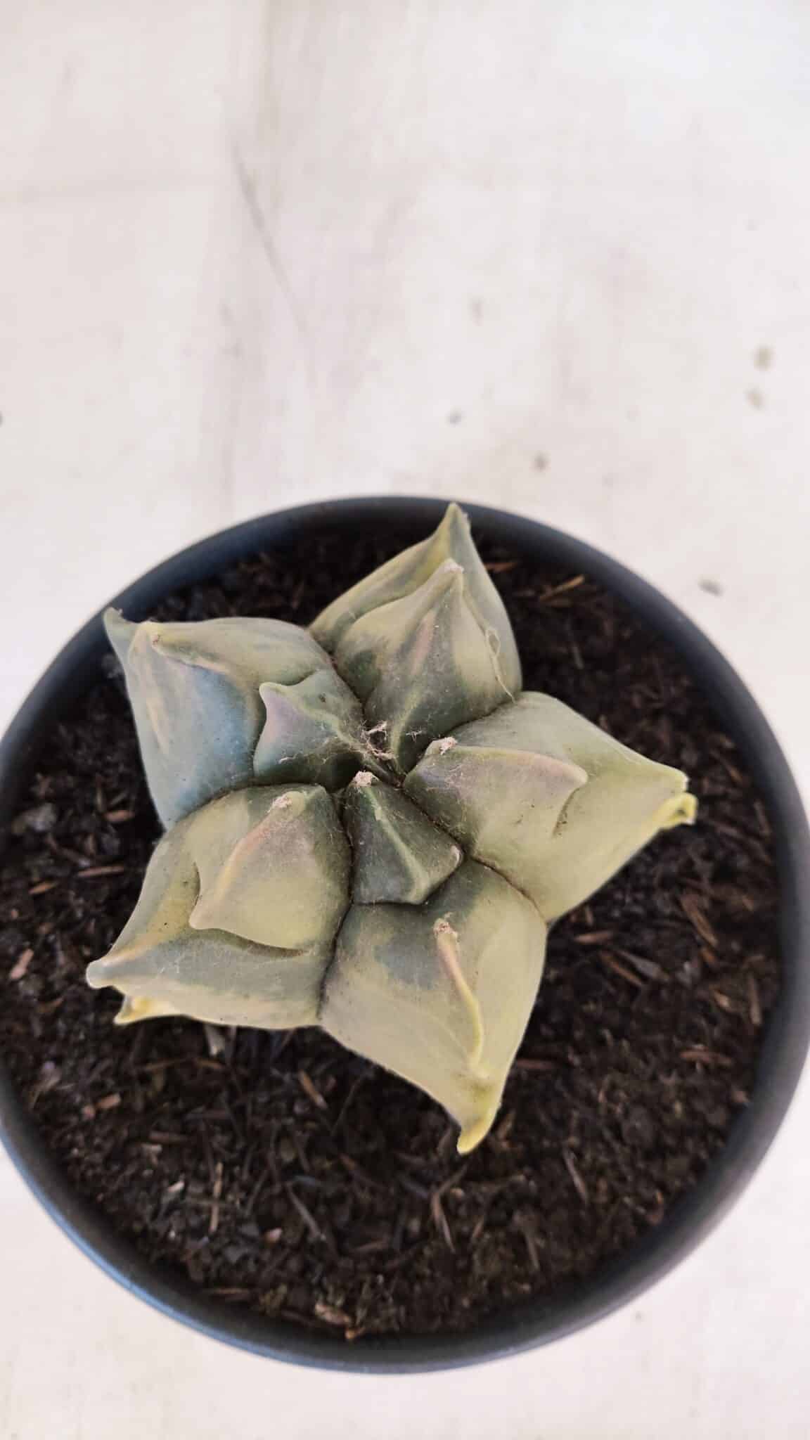 ASTROPHYTUM cv KIKKO FUKURYU "Variegata" Nº 1010 – vaso 15 - foto 3