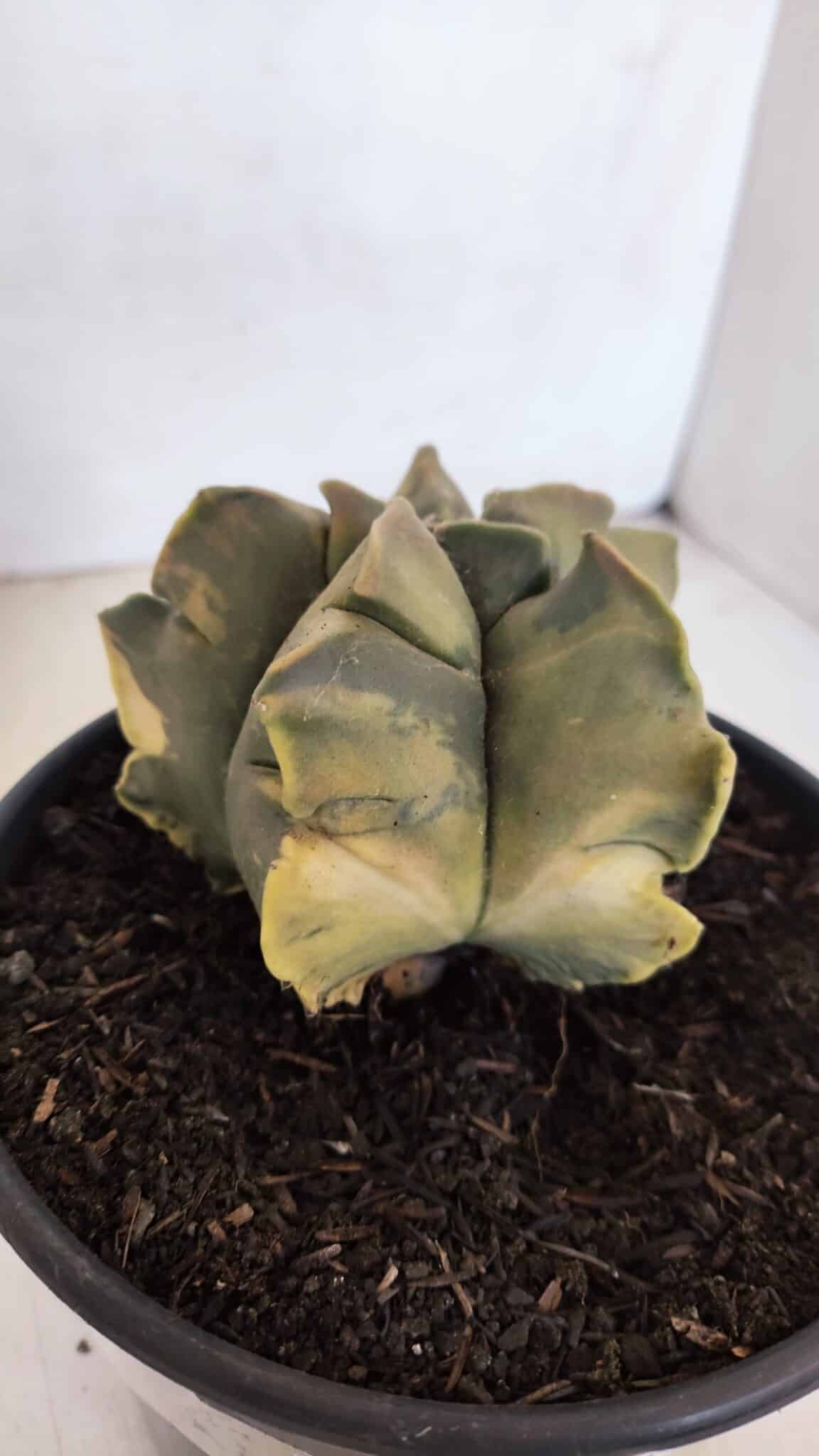 ASTROPHYTUM cv KIKKO FUKURYU "Variegata" Nº 1010 – vaso 15 - foto 8