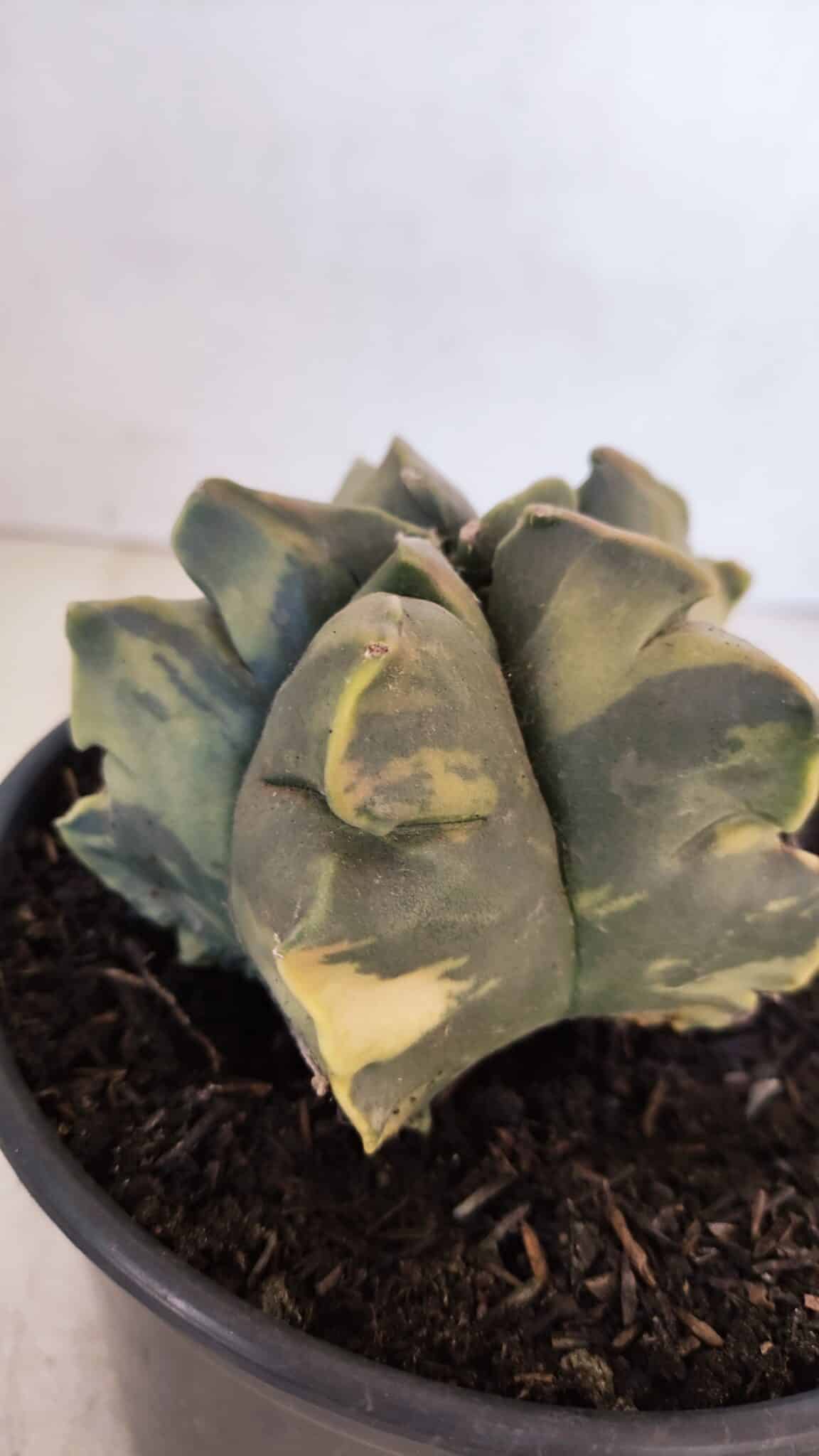 ASTROPHYTUM cv KIKKO FUKURYU "Variegata" Nº 1010 – vaso 15 - foto 6