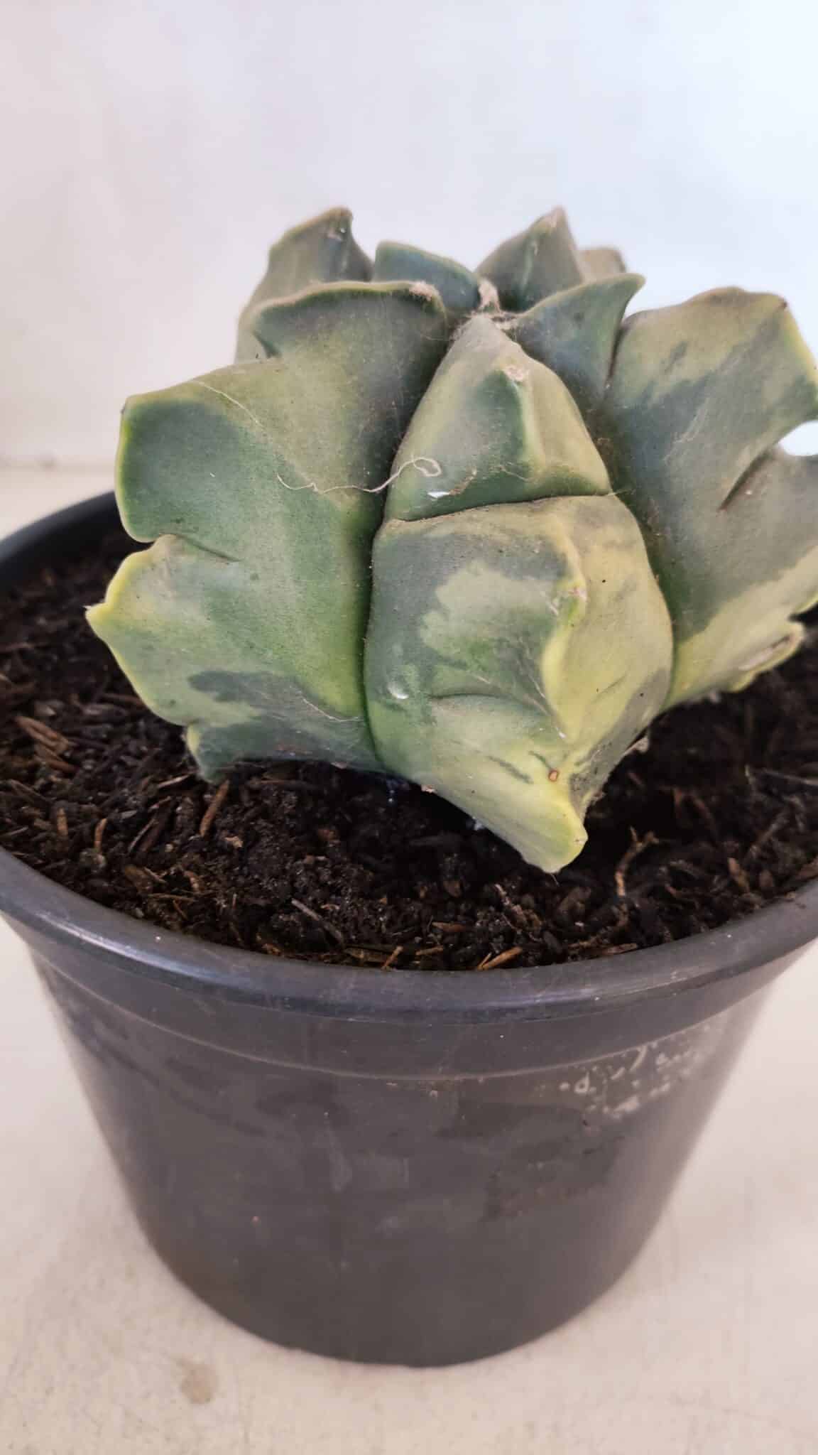 ASTROPHYTUM cv KIKKO FUKURYU "Variegata" Nº 1010 – vaso 15 - foto 10
