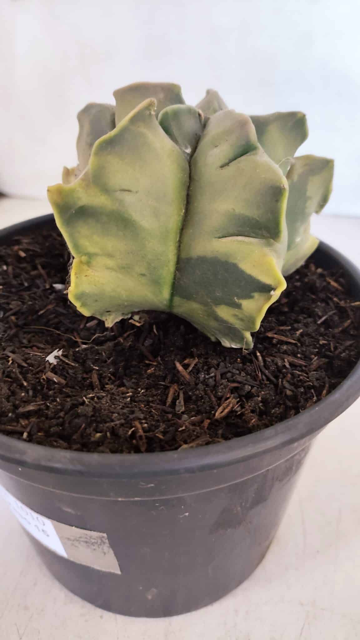 ASTROPHYTUM cv KIKKO FUKURYU "Variegata" Nº 1010 – vaso 15 - foto 9