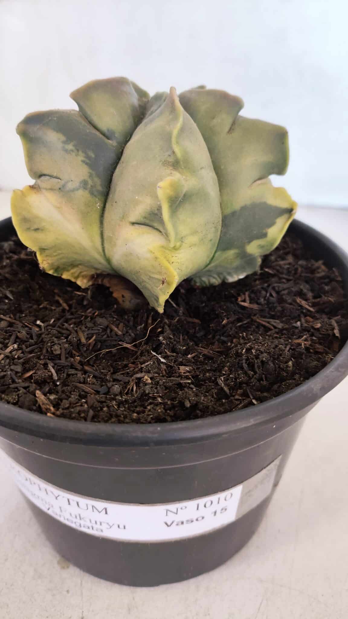 ASTROPHYTUM cv KIKKO FUKURYU "Variegata" Nº 1010 – vaso 15 - foto 7