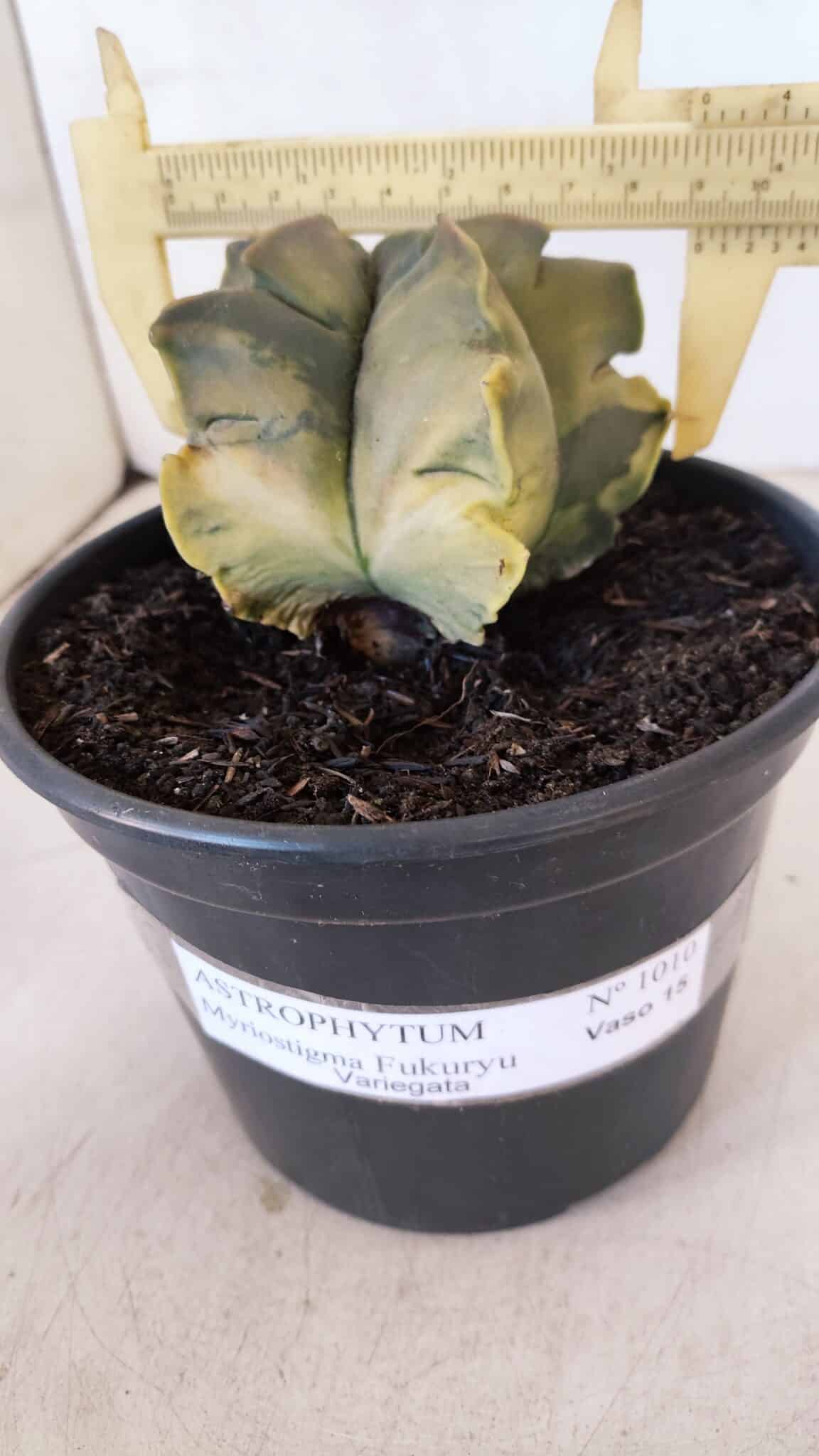ASTROPHYTUM cv KIKKO FUKURYU "Variegata" Nº 1010 – vaso 15 - foto 4
