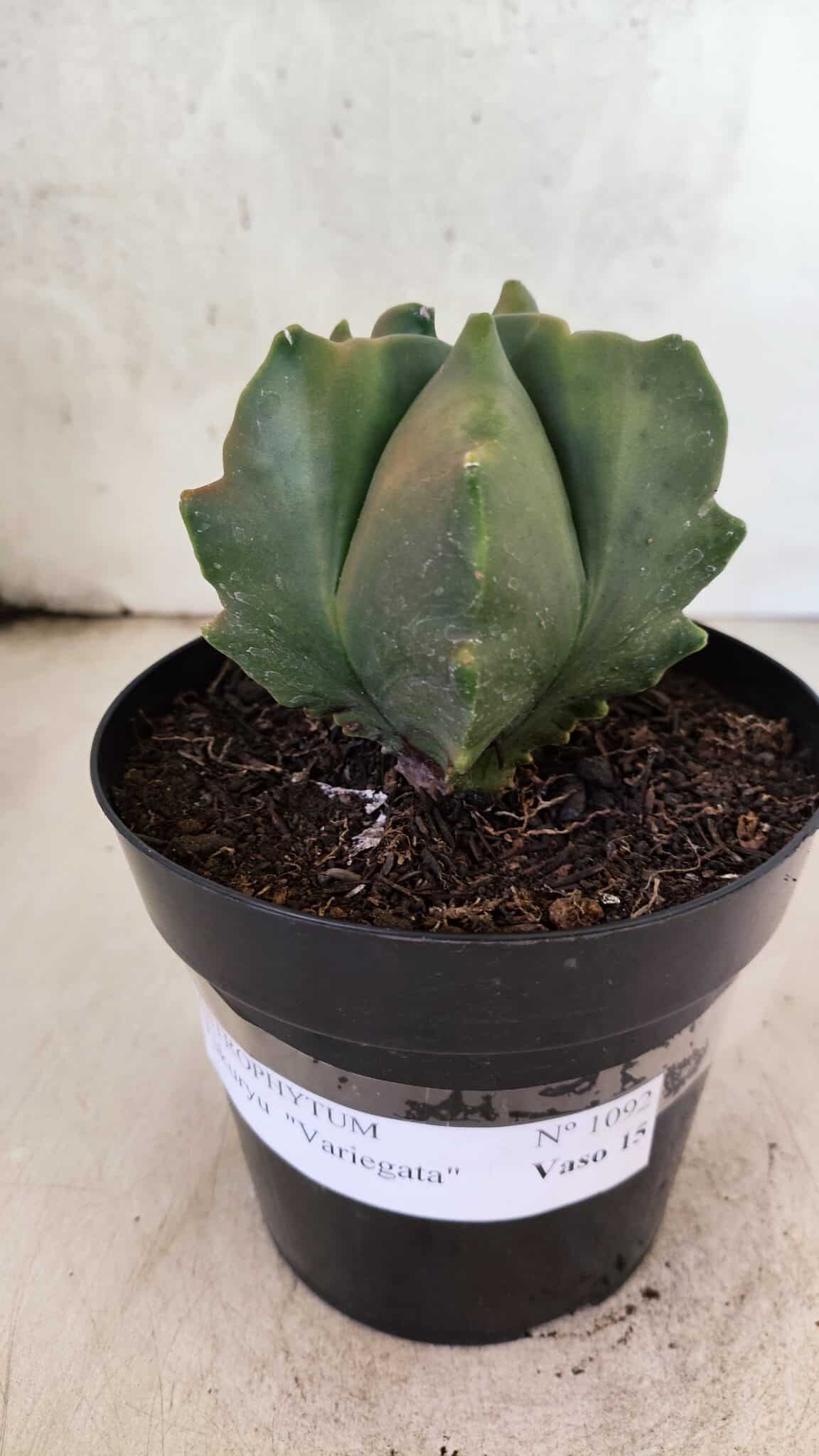 MATRIZ ASTROPHYTUM Myriostigma FUKURYU "VARIEGATA" Nº 1091 – vaso 15 - foto 2
