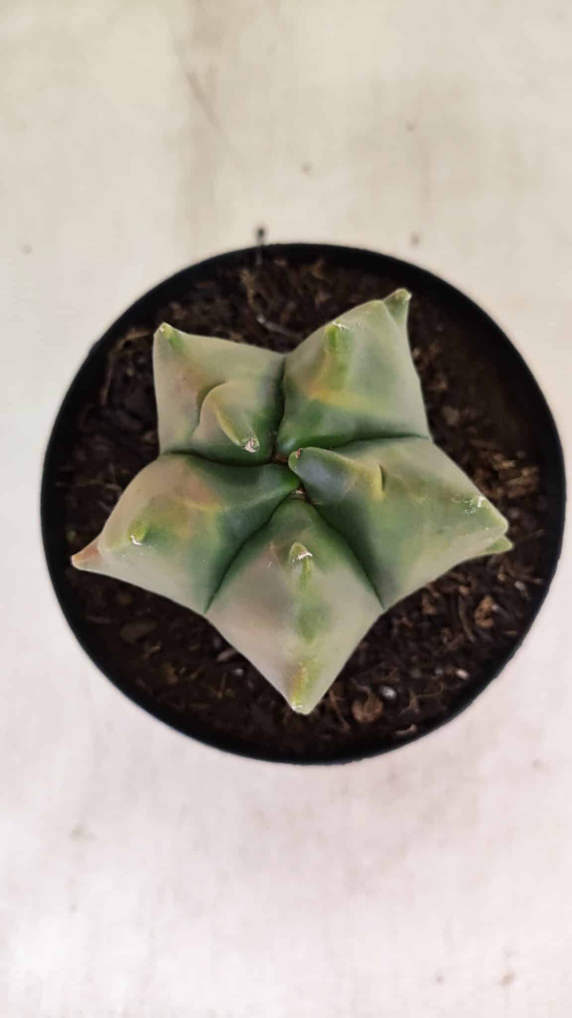MATRIZ ASTROPHYTUM Myriostigma FUKURYU "VARIEGATA" Nº 1091 – vaso 15 - foto 3