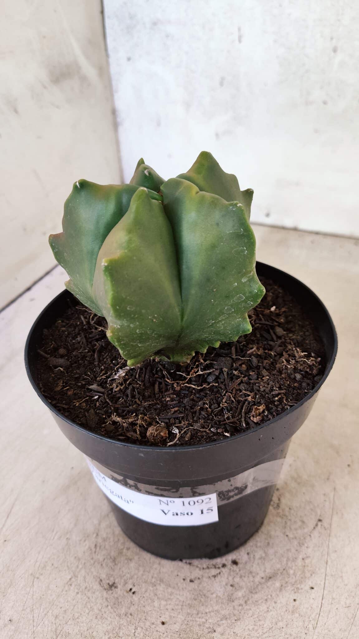 MATRIZ ASTROPHYTUM Myriostigma FUKURYU "VARIEGATA" Nº 1091 – vaso 15 - foto 10