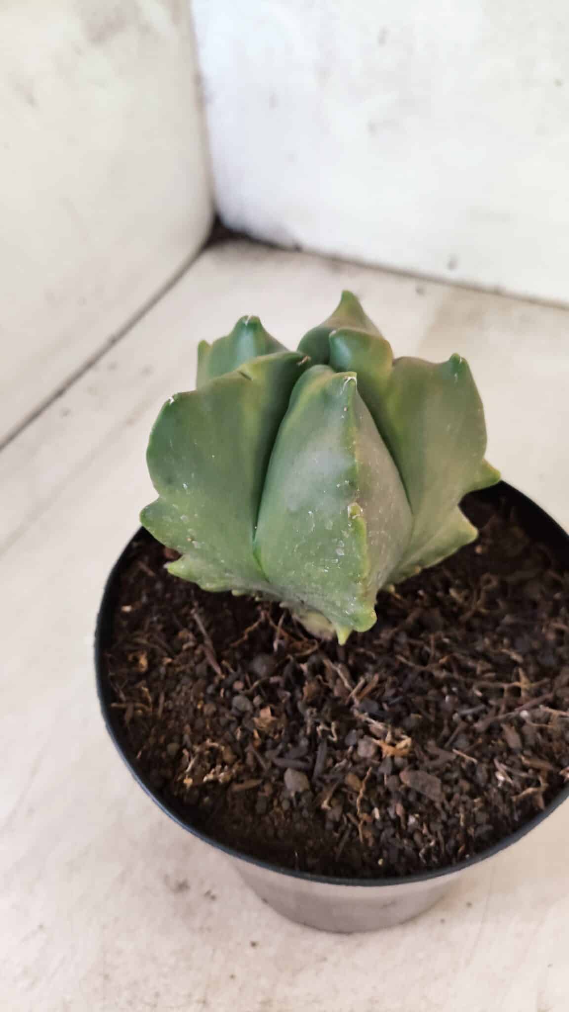 MATRIZ ASTROPHYTUM Myriostigma FUKURYU "VARIEGATA" Nº 1091 – vaso 15 - foto 9