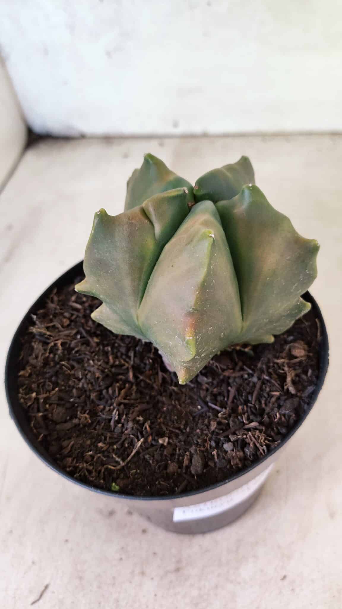 MATRIZ ASTROPHYTUM Myriostigma FUKURYU "VARIEGATA" Nº 1091 – vaso 15 - foto 8