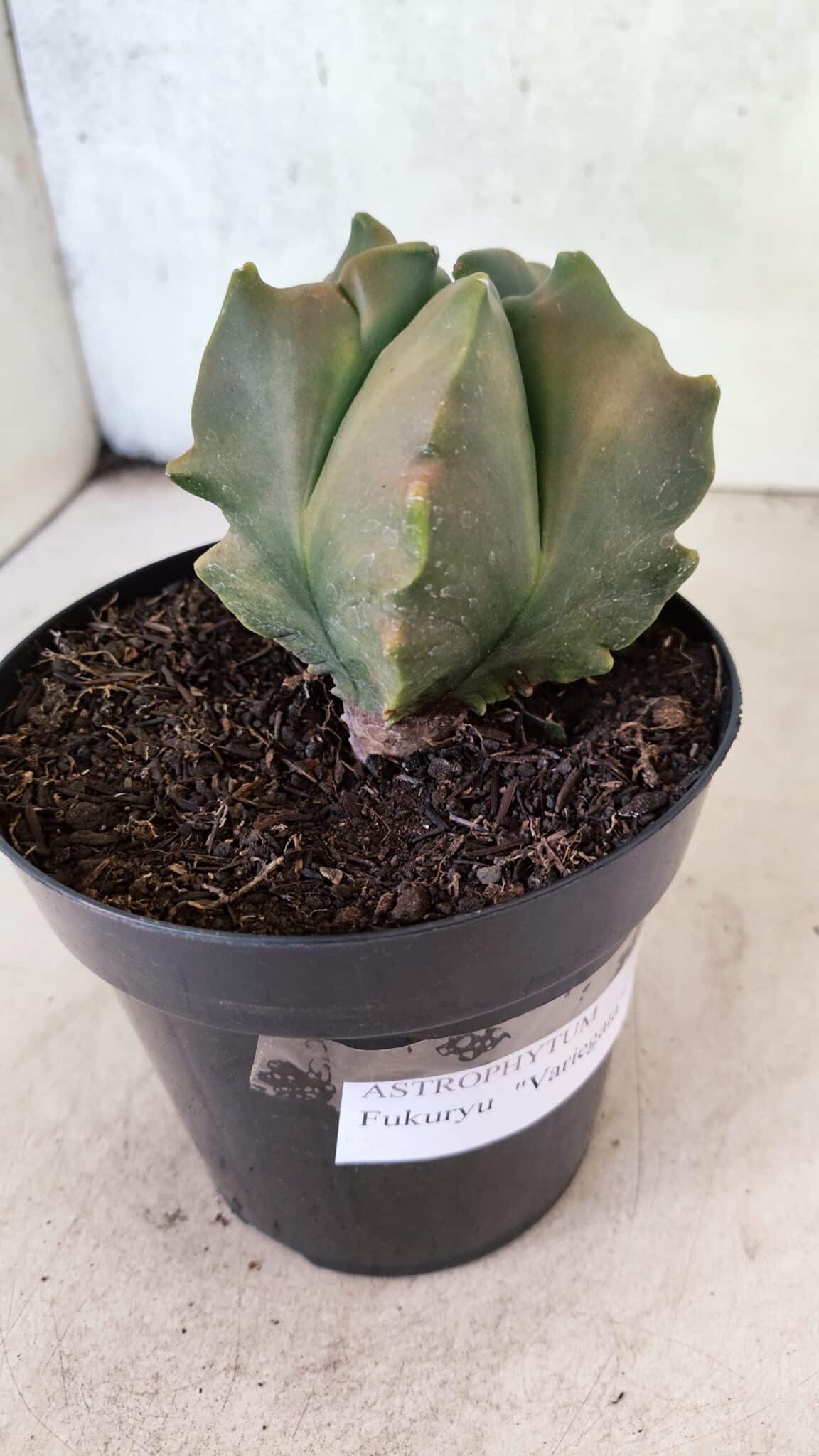 MATRIZ ASTROPHYTUM Myriostigma FUKURYU "VARIEGATA" Nº 1091 – vaso 15 - foto 7