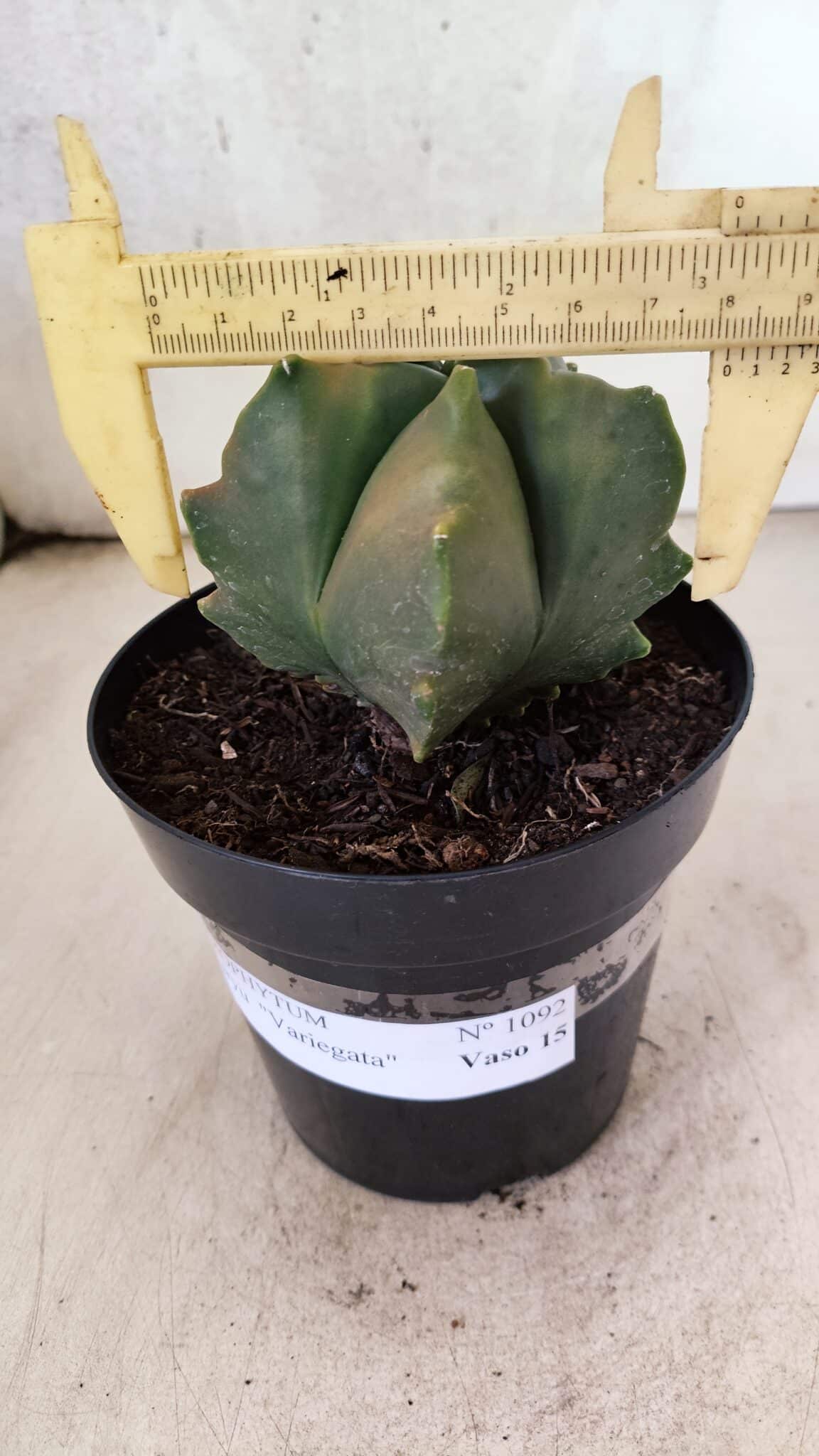 MATRIZ ASTROPHYTUM Myriostigma FUKURYU "VARIEGATA" Nº 1091 – vaso 15 - foto 4