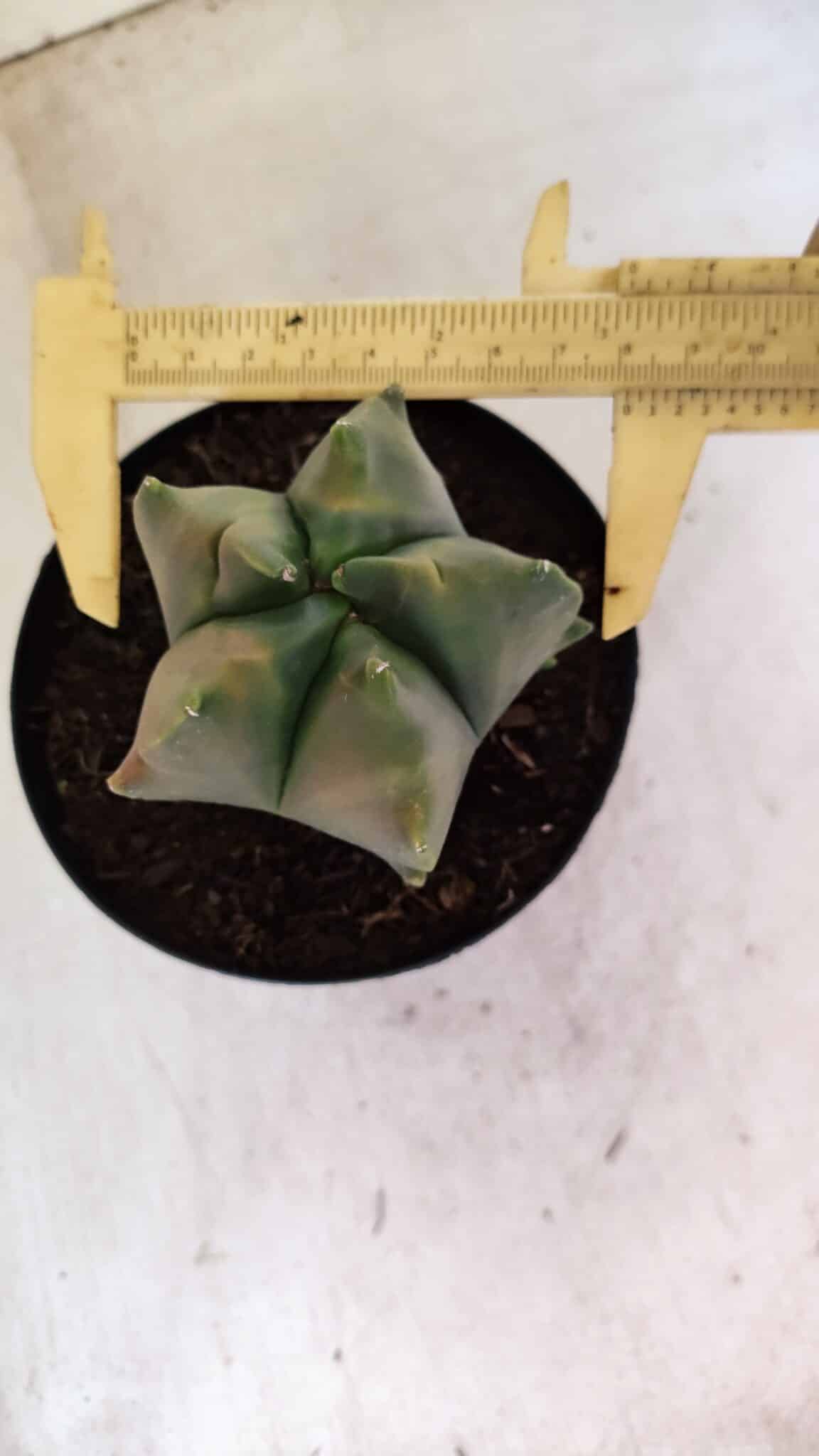 MATRIZ ASTROPHYTUM Myriostigma FUKURYU "VARIEGATA" Nº 1091 – vaso 15 - foto 6