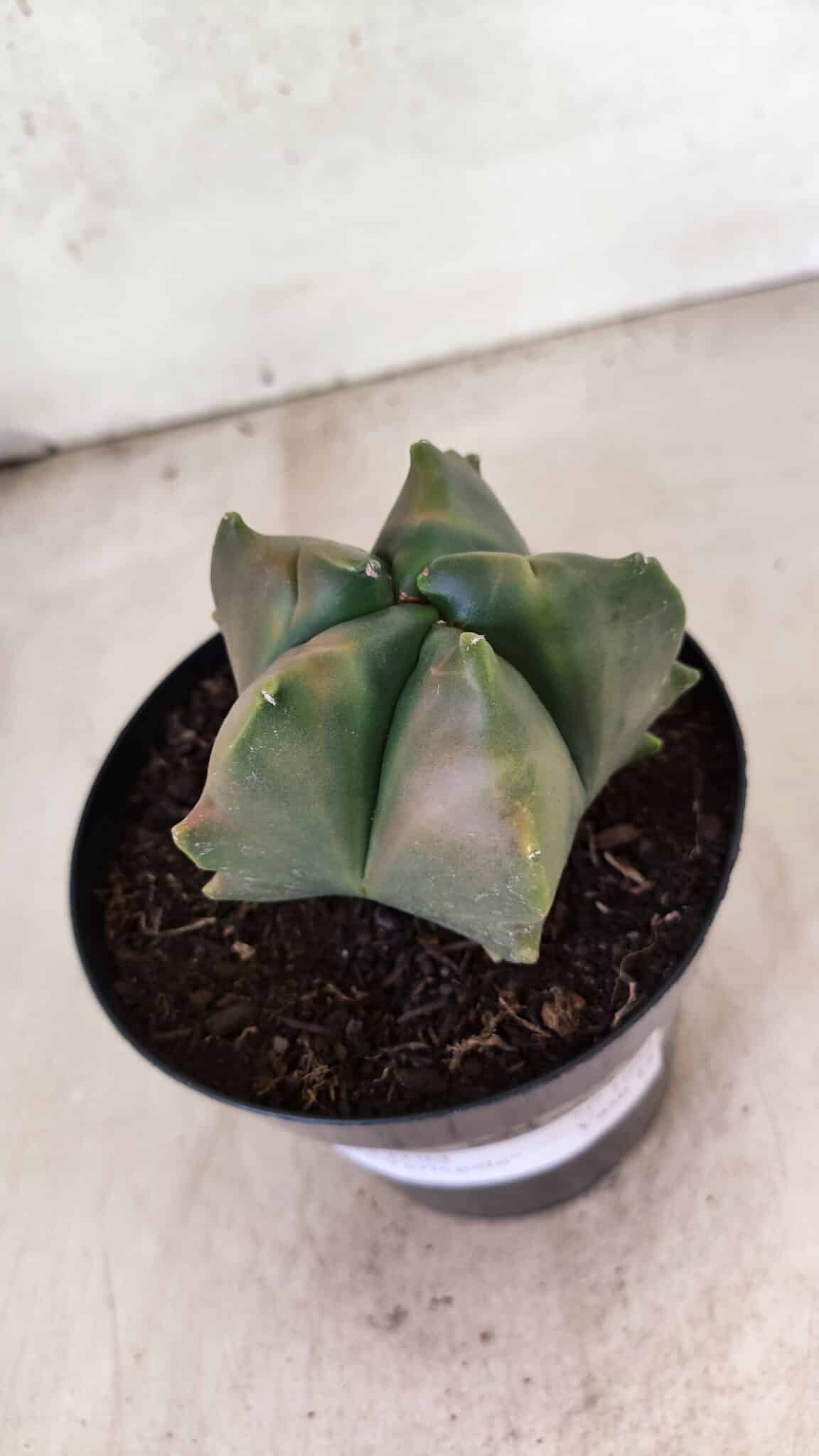 MATRIZ ASTROPHYTUM Myriostigma FUKURYU "VARIEGATA" Nº 1091 – vaso 15 - foto 5