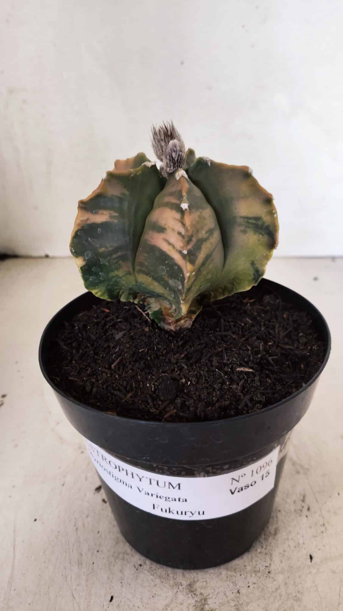 MATRIZ ASTROPHYTUM Myriostigma FUKURYU "VARIEGATA" Nº 1096 – vaso 15 - foto 2